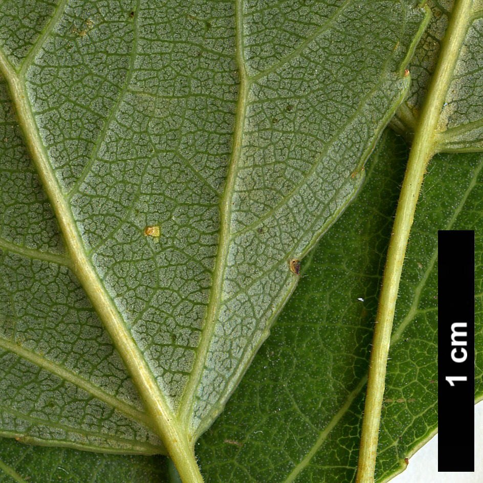 High resolution image: Family: Salicaceae - Genus: Populus - Taxon: nigra