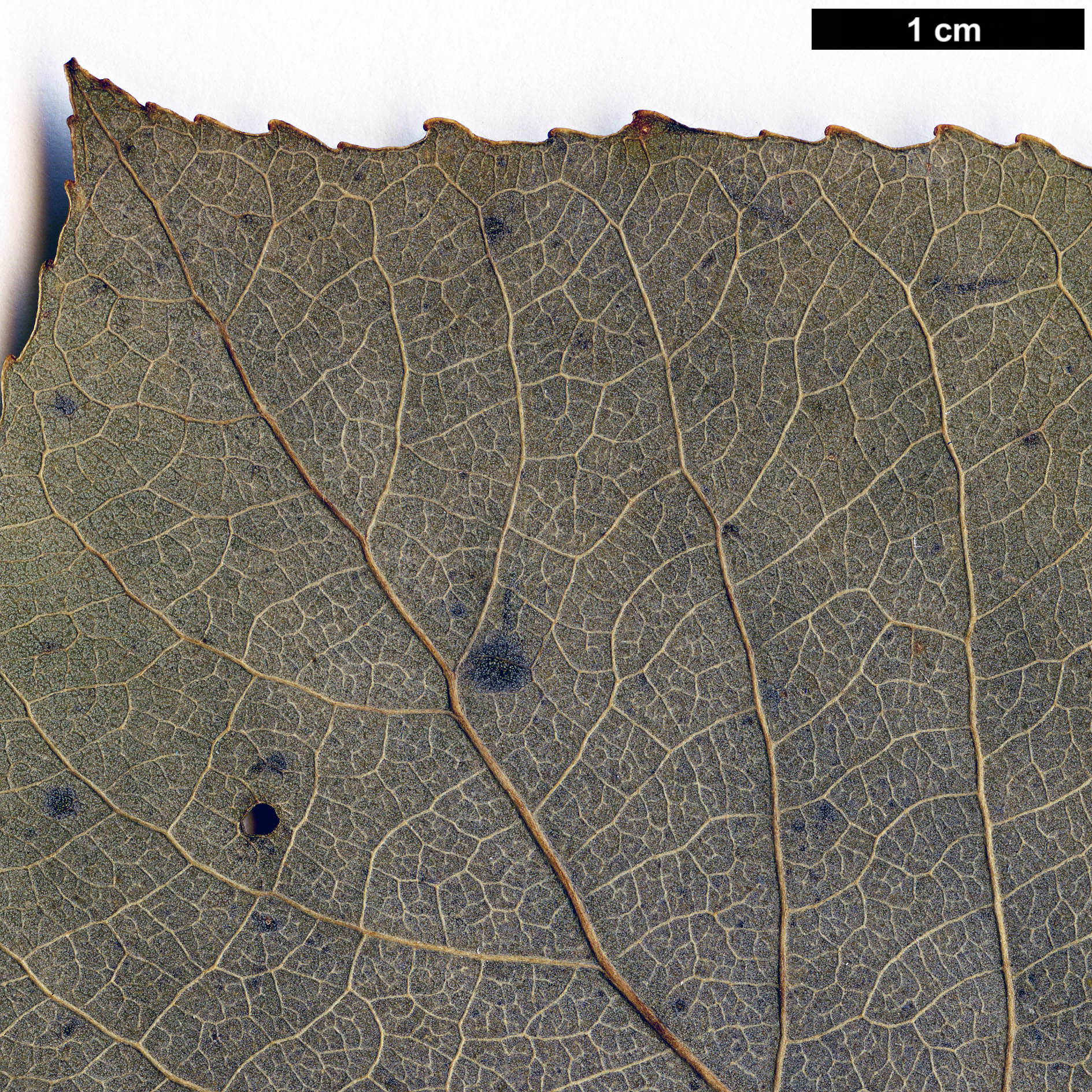 High resolution image: Family: Salicaceae - Genus: Populus - Taxon: sieboldii