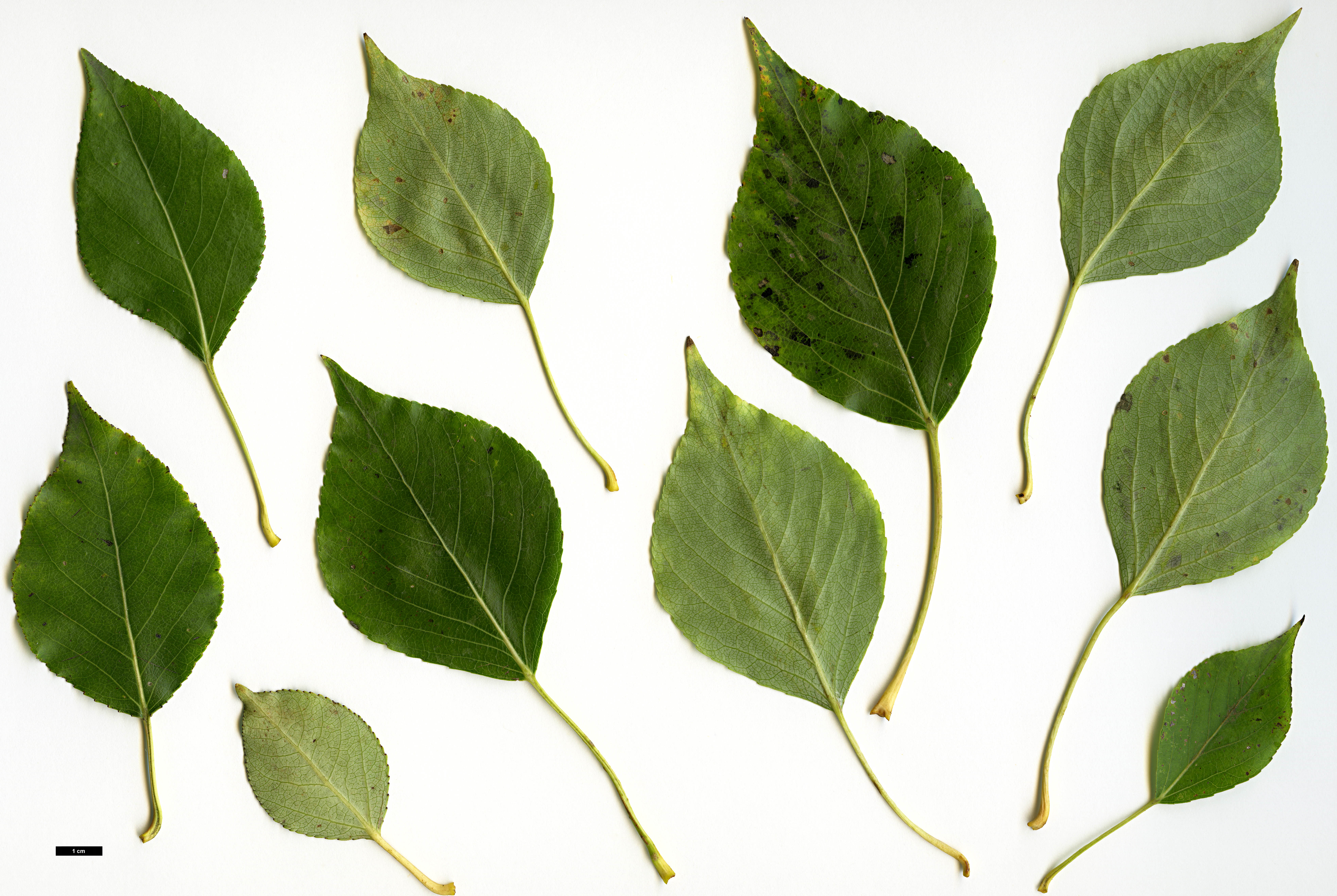 High resolution image: Family: Salicaceae - Genus: Populus - Taxon: simonii