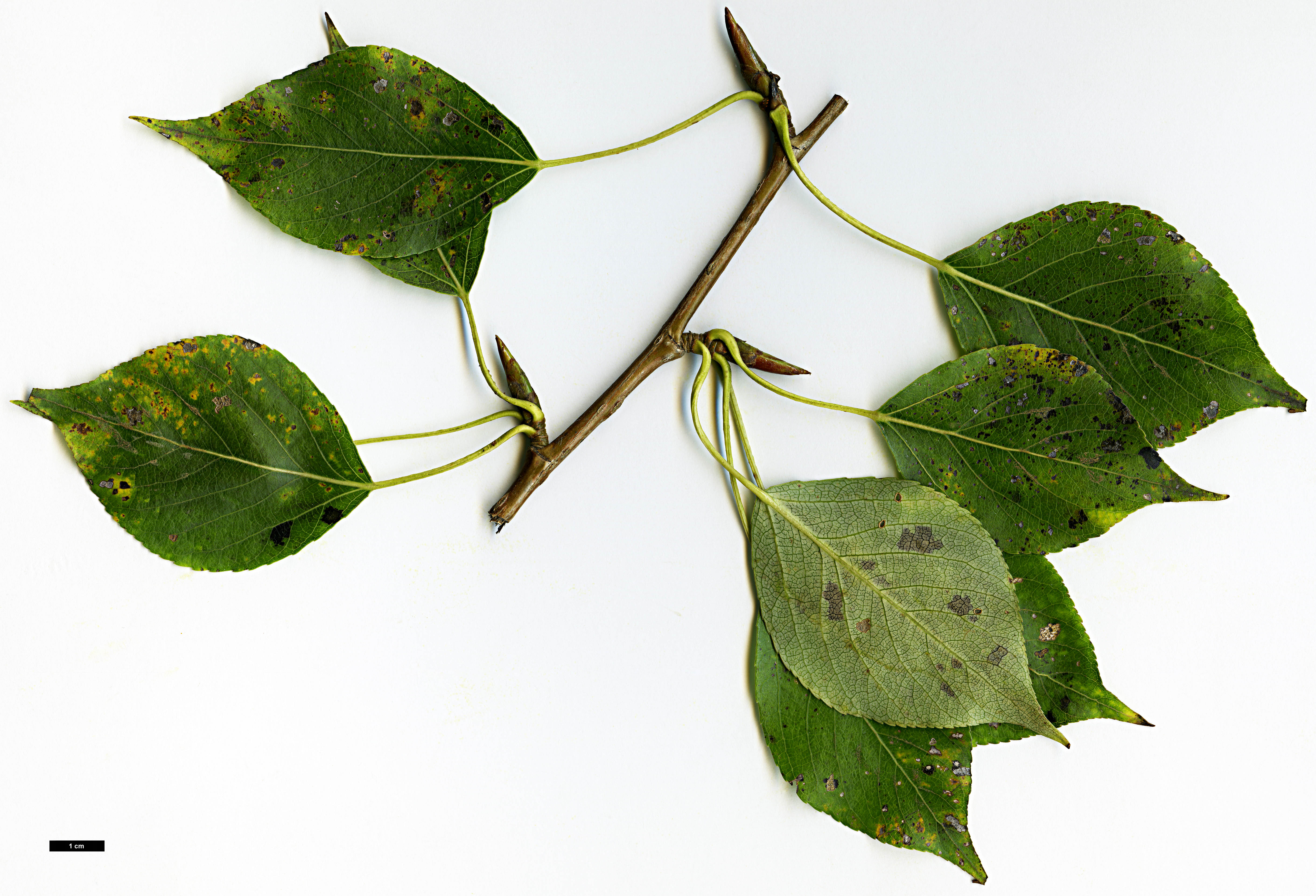 High resolution image: Family: Salicaceae - Genus: Populus - Taxon: simonii