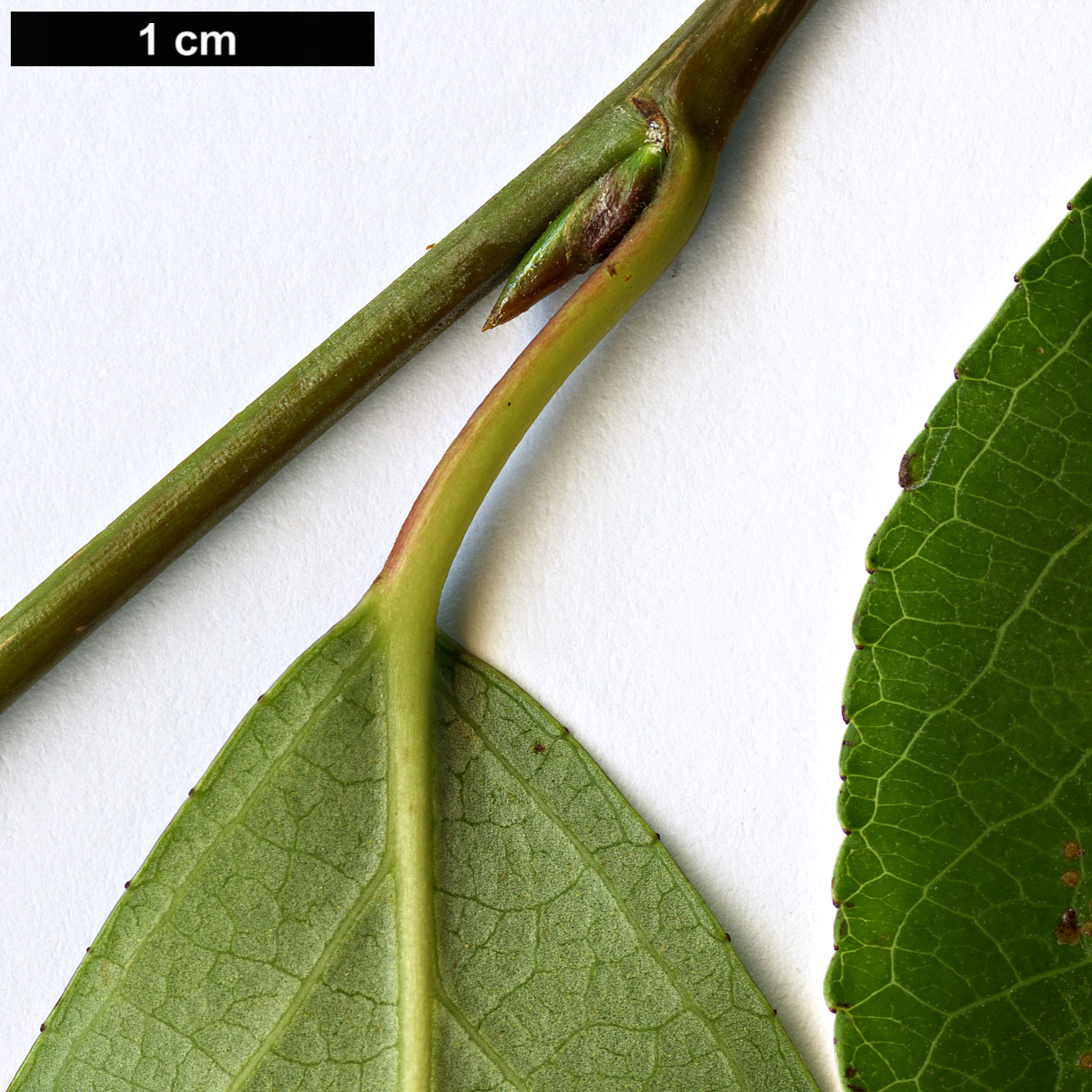 High resolution image: Family: Salicaceae - Genus: Populus - Taxon: simonii