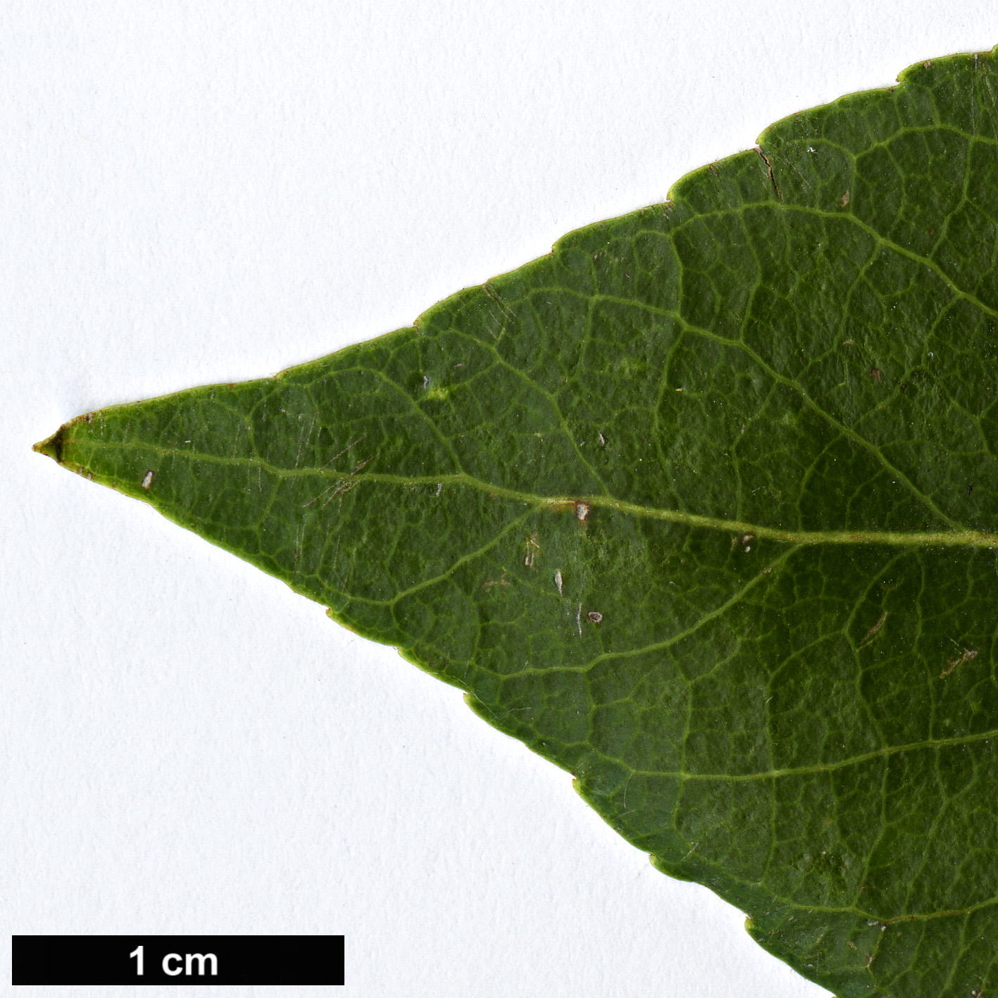 High resolution image: Family: Salicaceae - Genus: Populus - Taxon: simonii