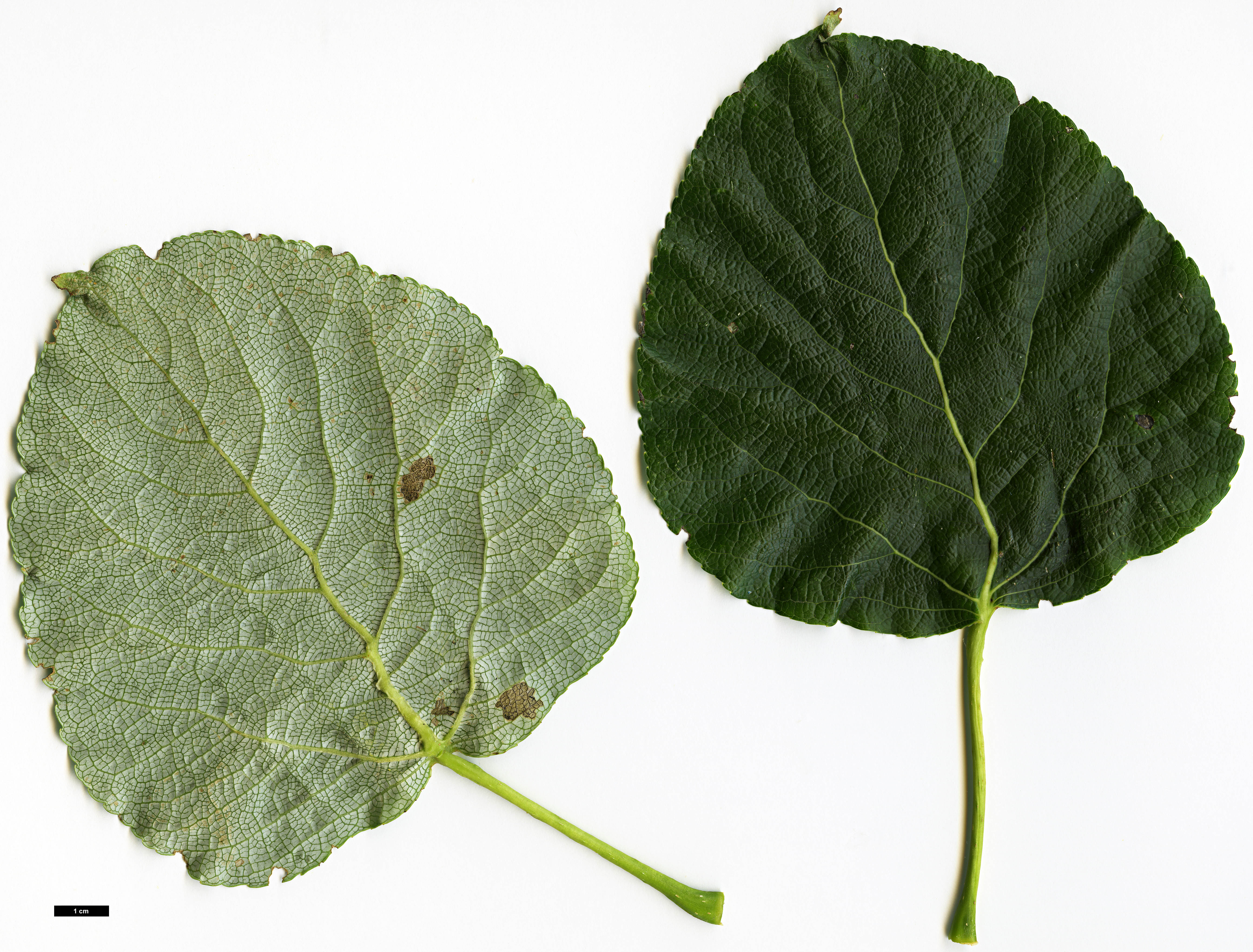 High resolution image: Family: Salicaceae - Genus: Populus - Taxon: suaveolens