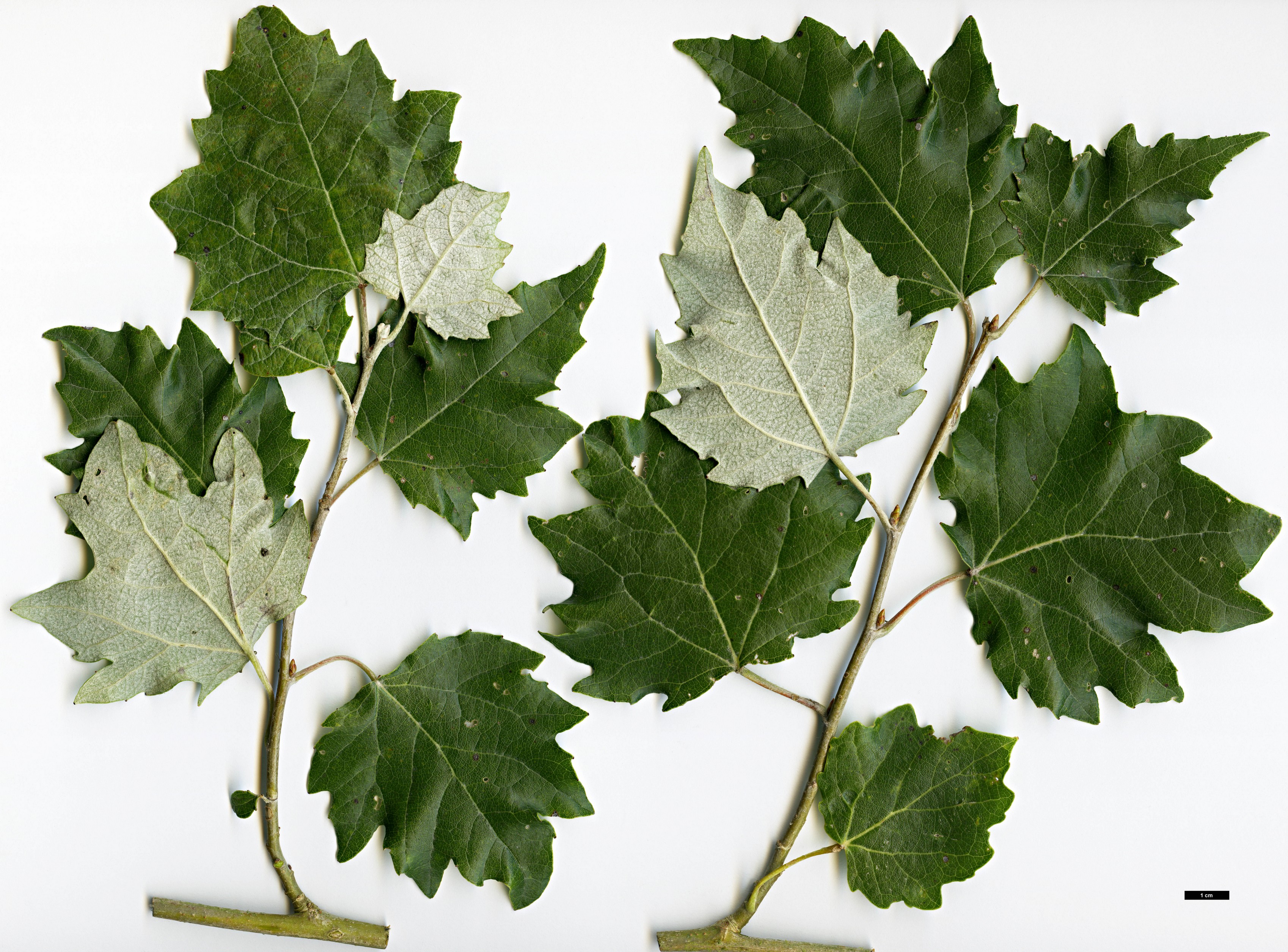 High resolution image: Family: Salicaceae - Genus: Populus - Taxon: tomentosa