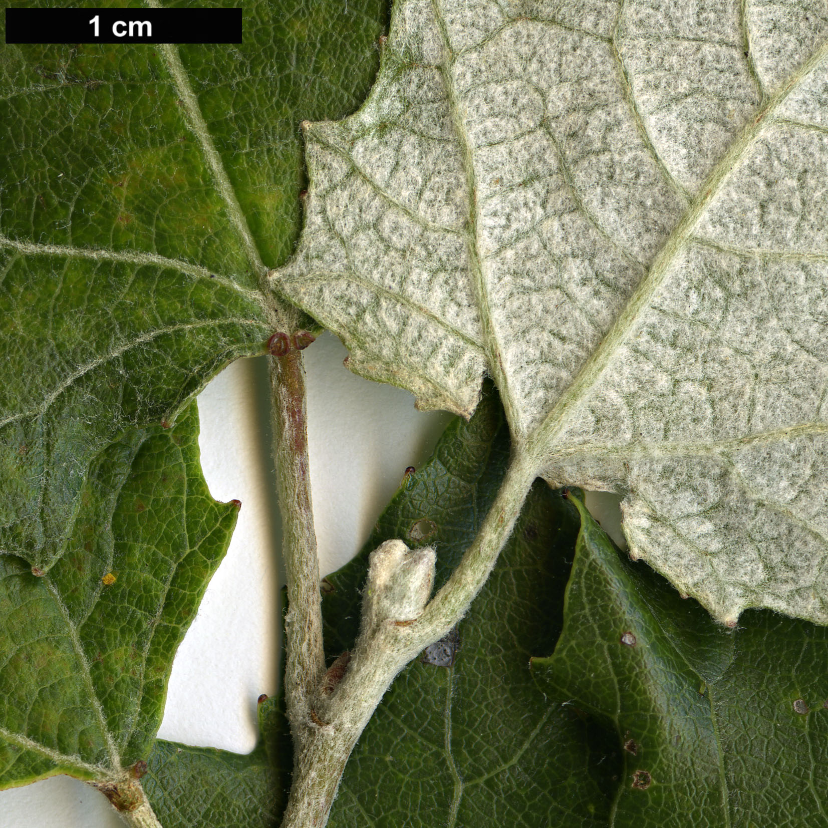 High resolution image: Family: Salicaceae - Genus: Populus - Taxon: tomentosa