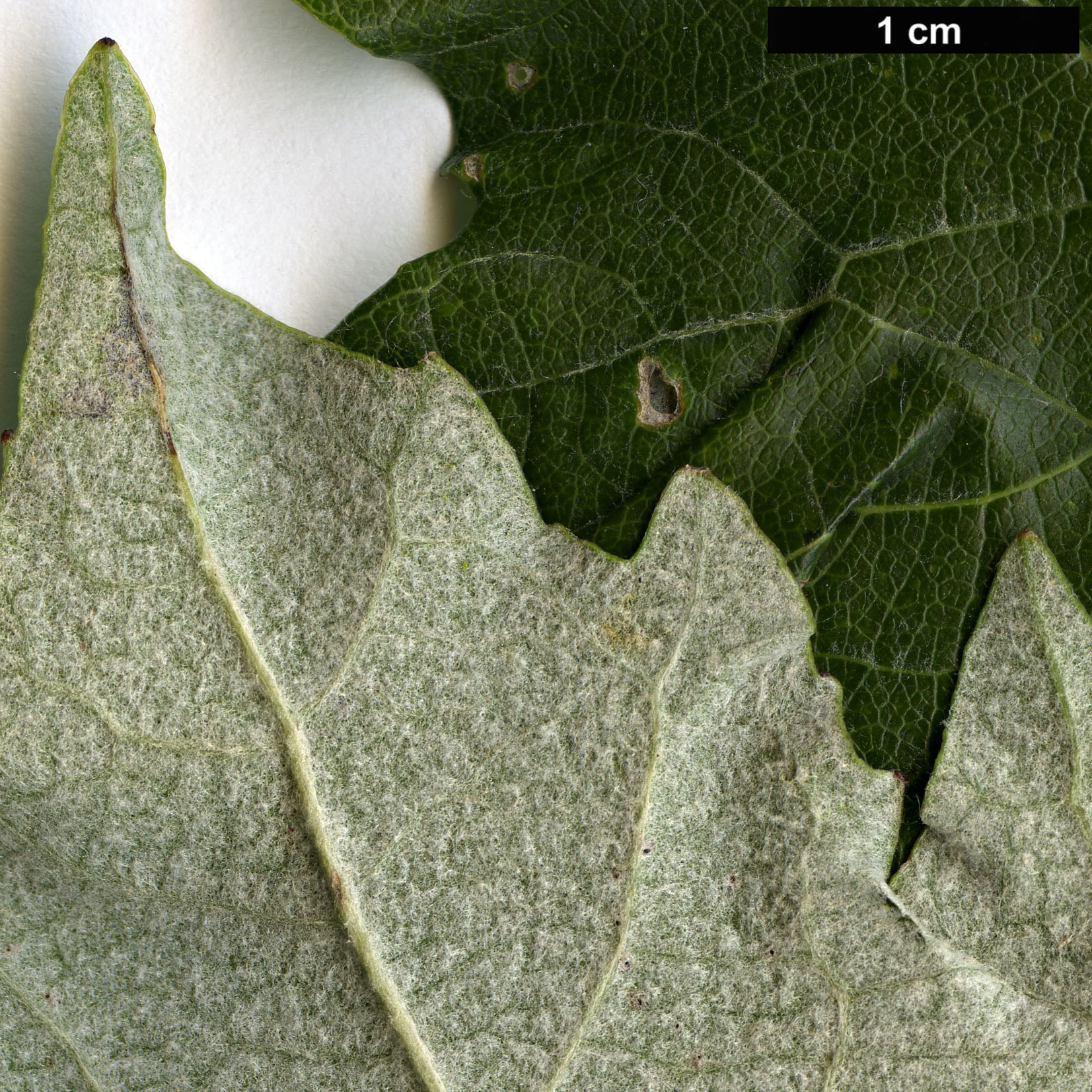 High resolution image: Family: Salicaceae - Genus: Populus - Taxon: tomentosa