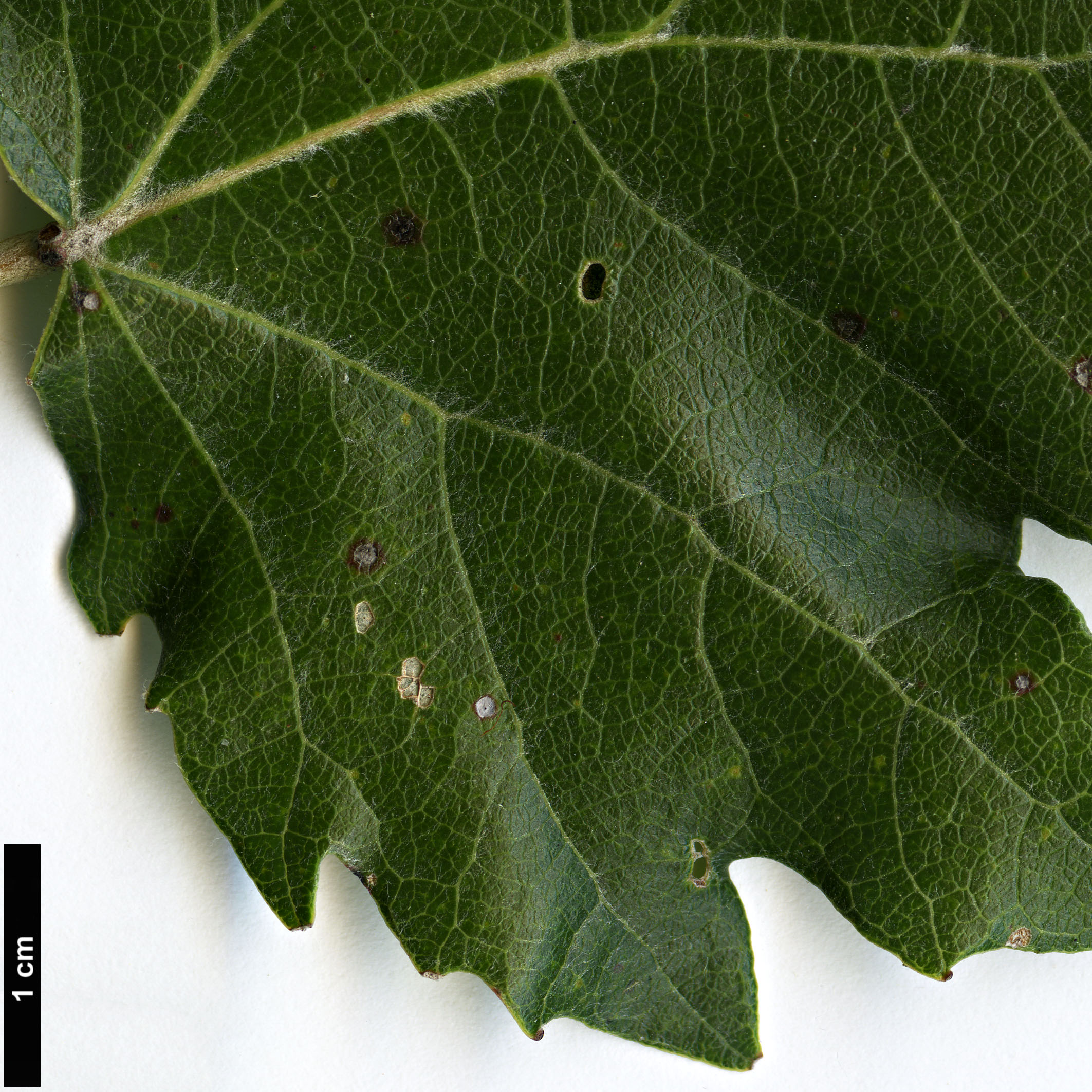 High resolution image: Family: Salicaceae - Genus: Populus - Taxon: tomentosa