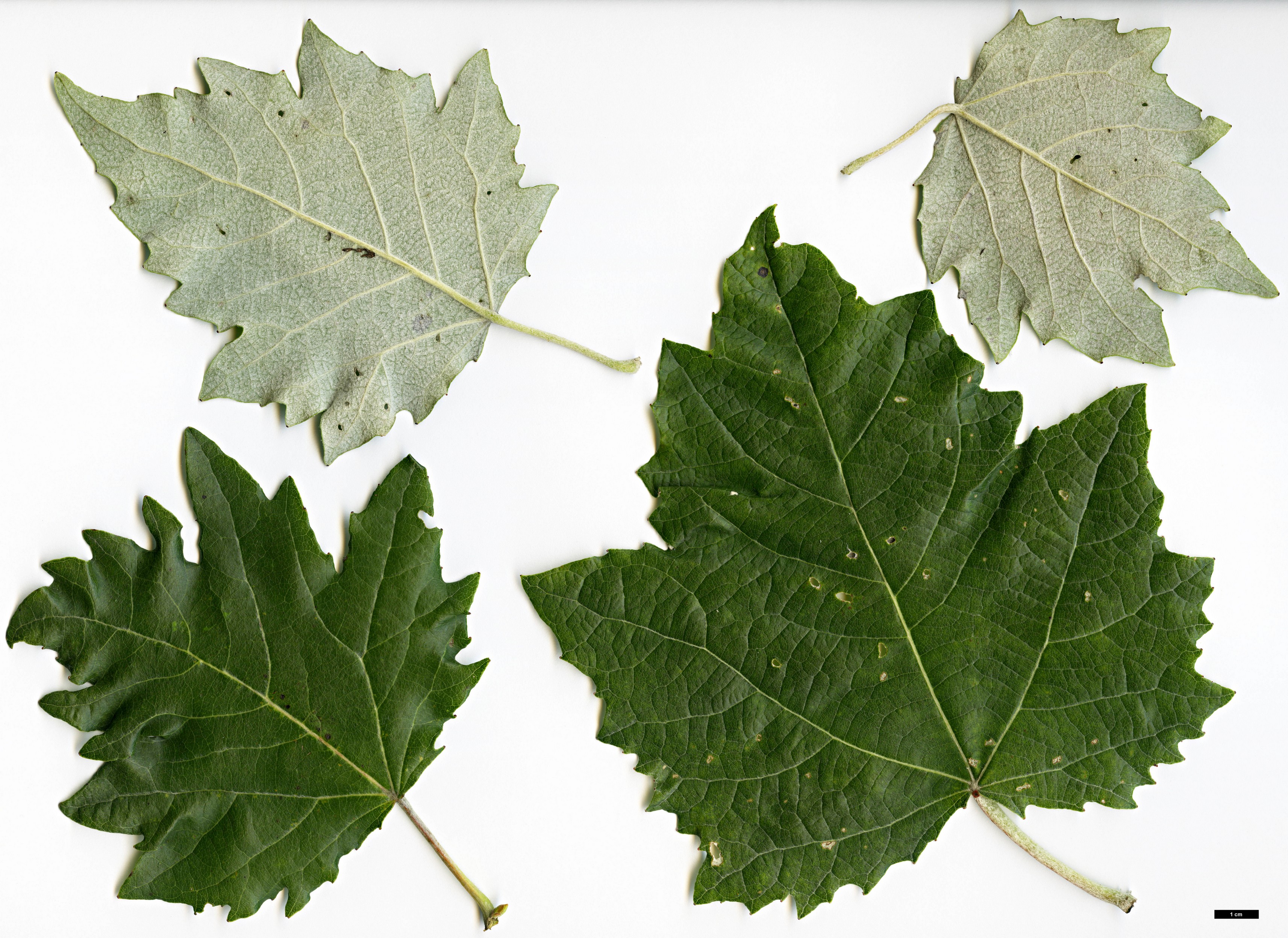 High resolution image: Family: Salicaceae - Genus: Populus - Taxon: tomentosa