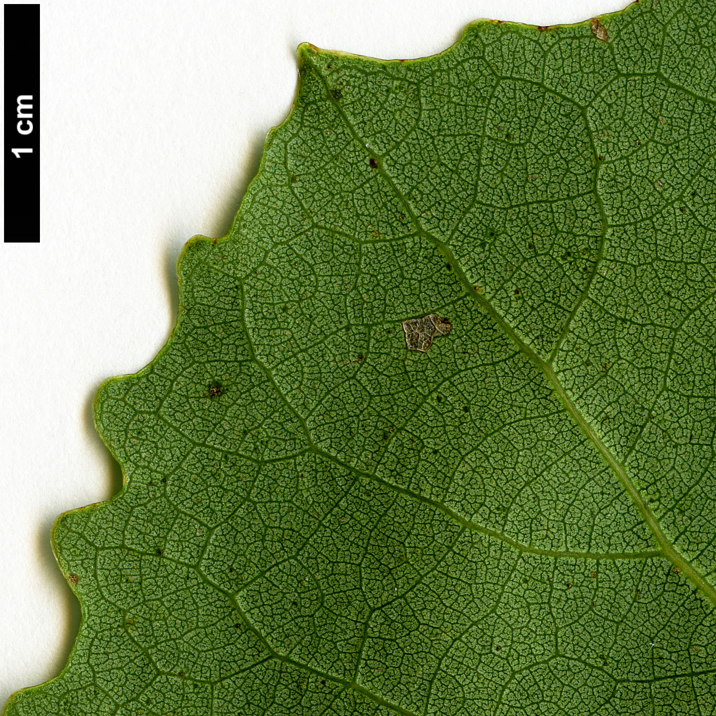 High resolution image: Family: Salicaceae - Genus: Populus - Taxon: tremula