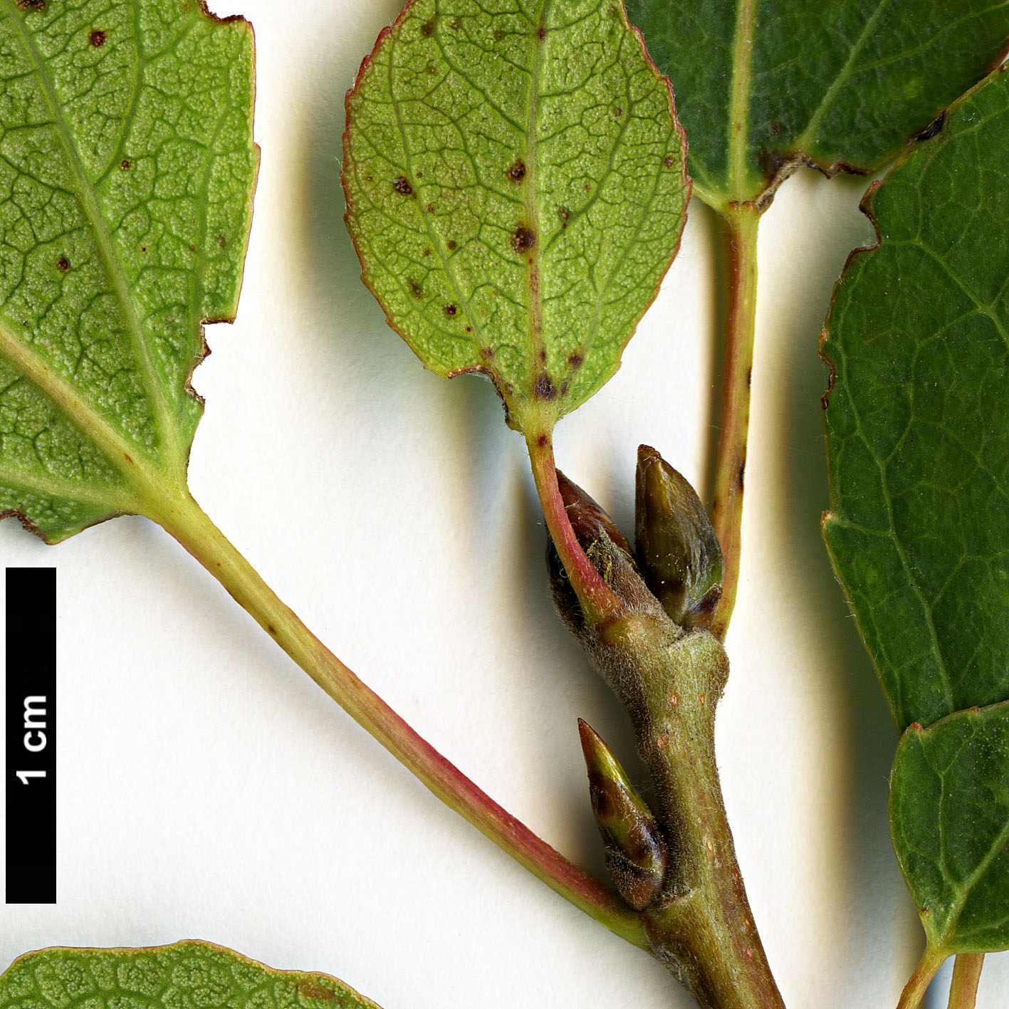 High resolution image: Family: Salicaceae - Genus: Populus - Taxon: tremuloides