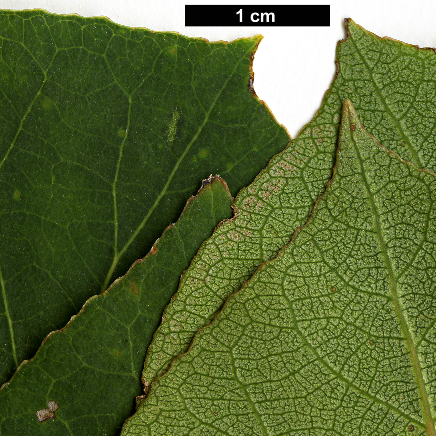 High resolution image: Family: Salicaceae - Genus: Populus - Taxon: tremuloides