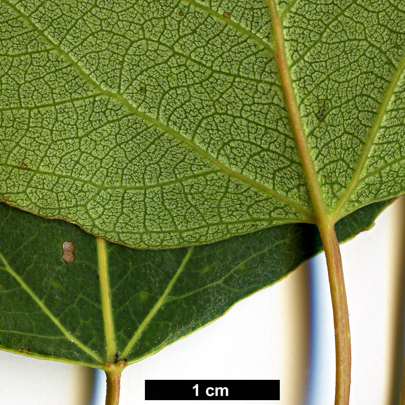 High resolution image: Family: Salicaceae - Genus: Populus - Taxon: tremuloides