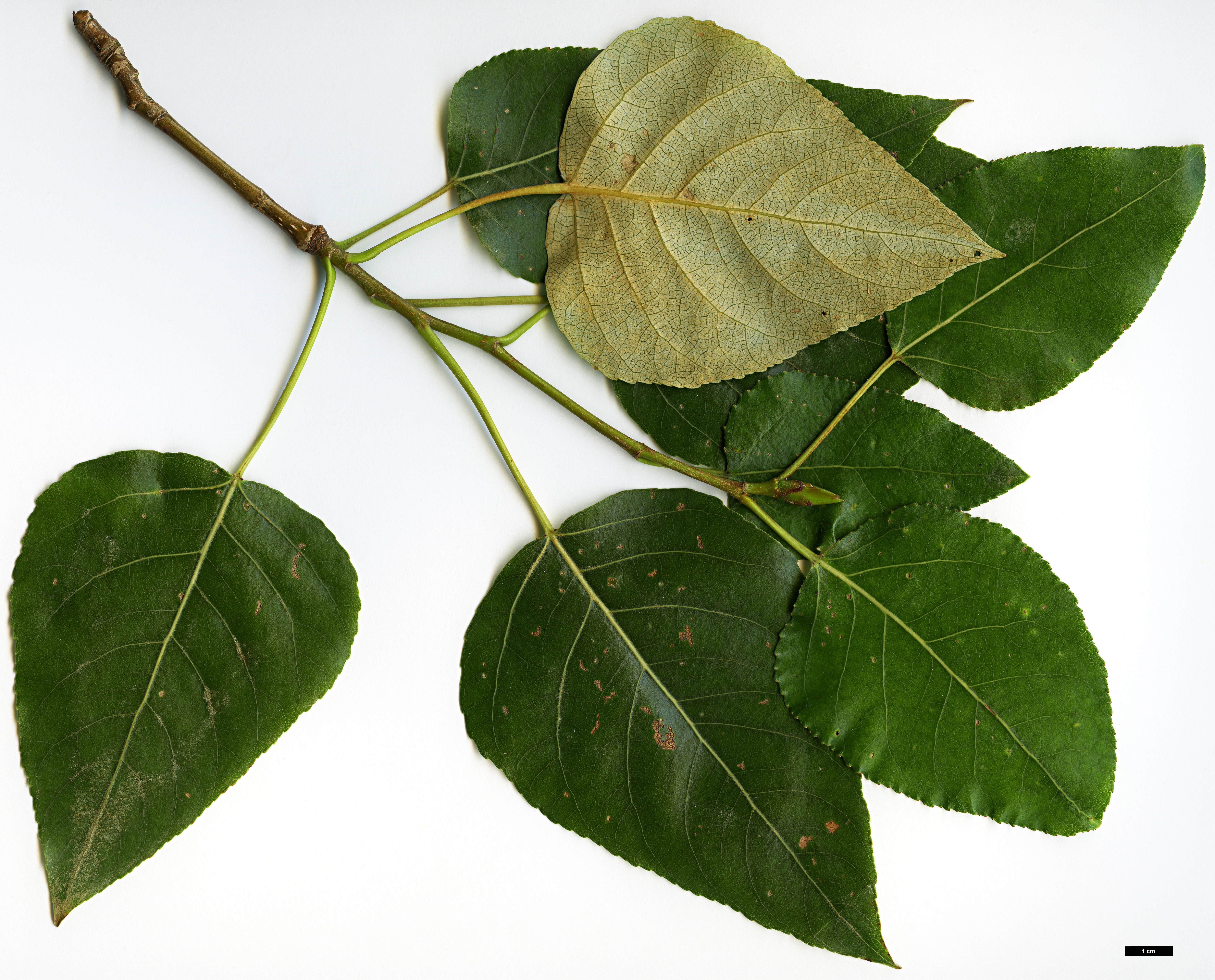 High resolution image: Family: Salicaceae - Genus: Populus - Taxon: trichocarpa