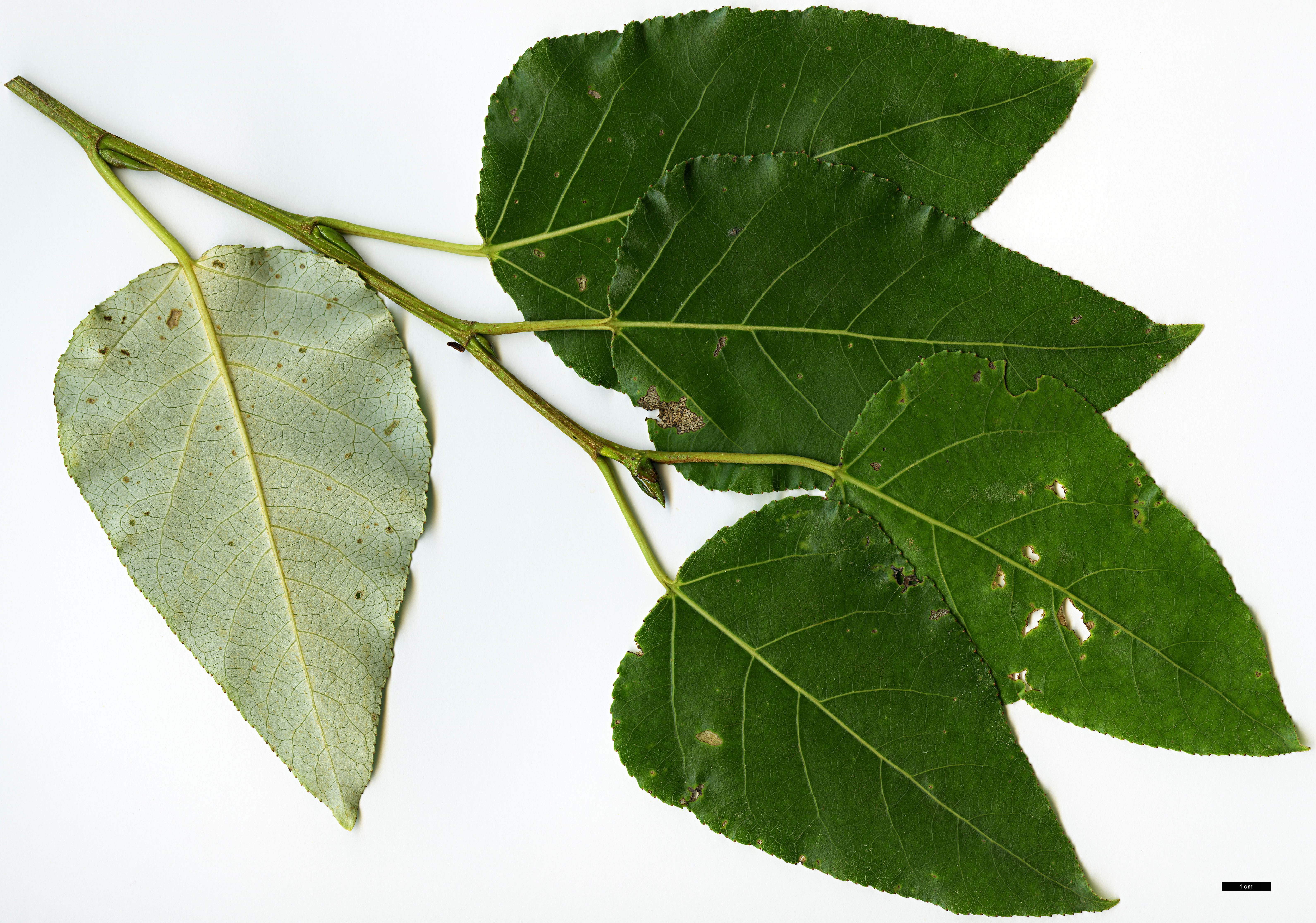 High resolution image: Family: Salicaceae - Genus: Populus - Taxon: trichocarpa