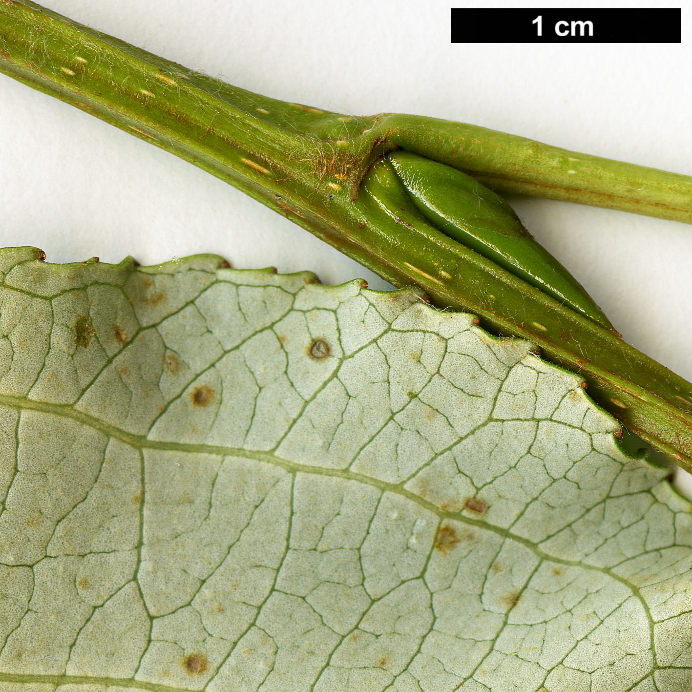 High resolution image: Family: Salicaceae - Genus: Populus - Taxon: trichocarpa