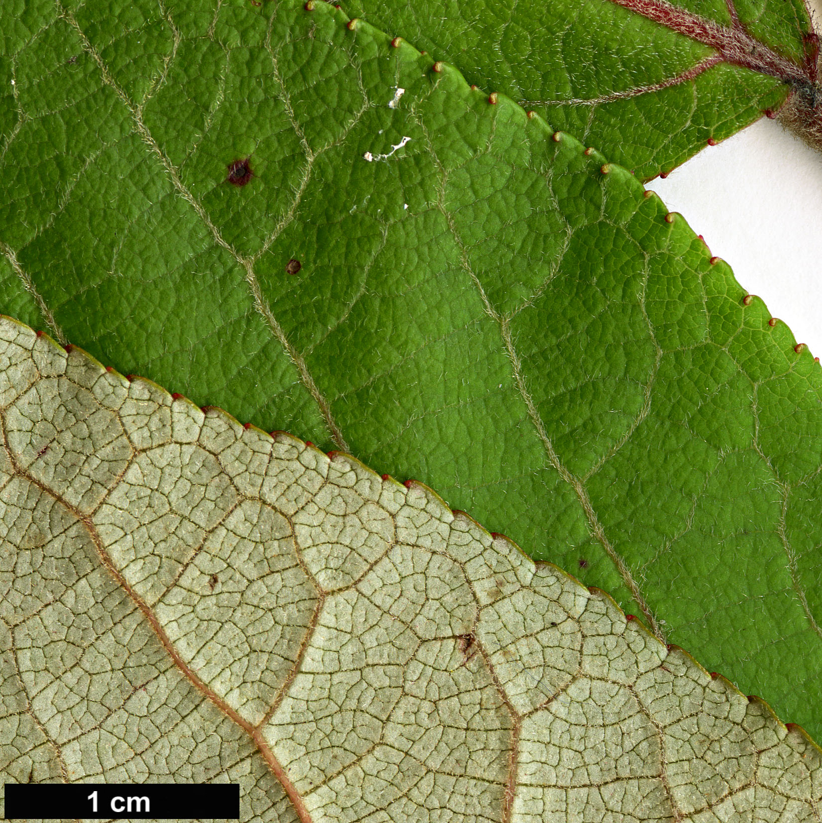 High resolution image: Family: Salicaceae - Genus: Populus - Taxon: wuana