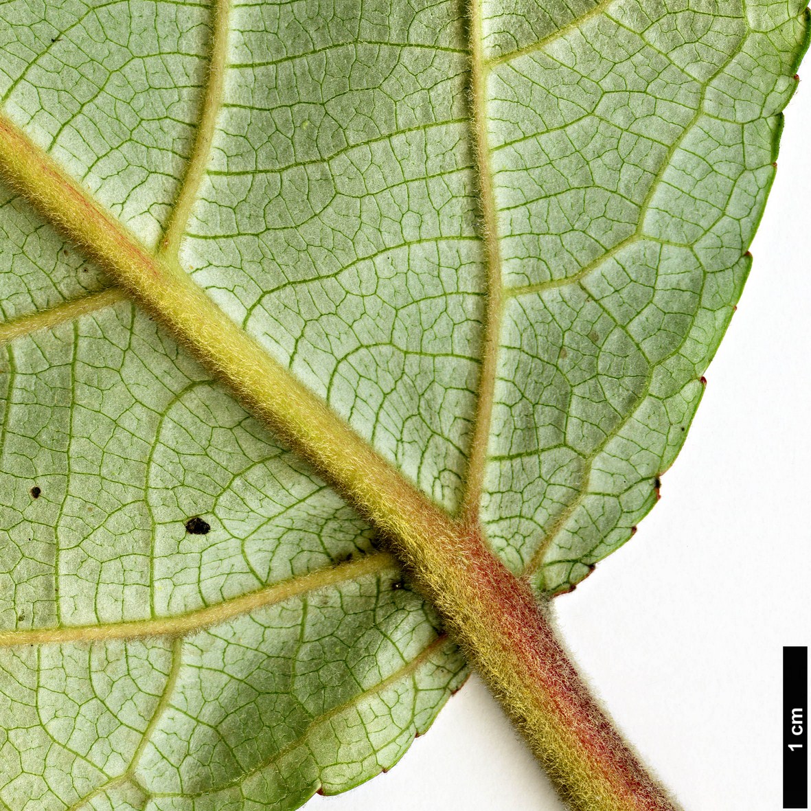 High resolution image: Family: Salicaceae - Genus: Populus - Taxon: wuana