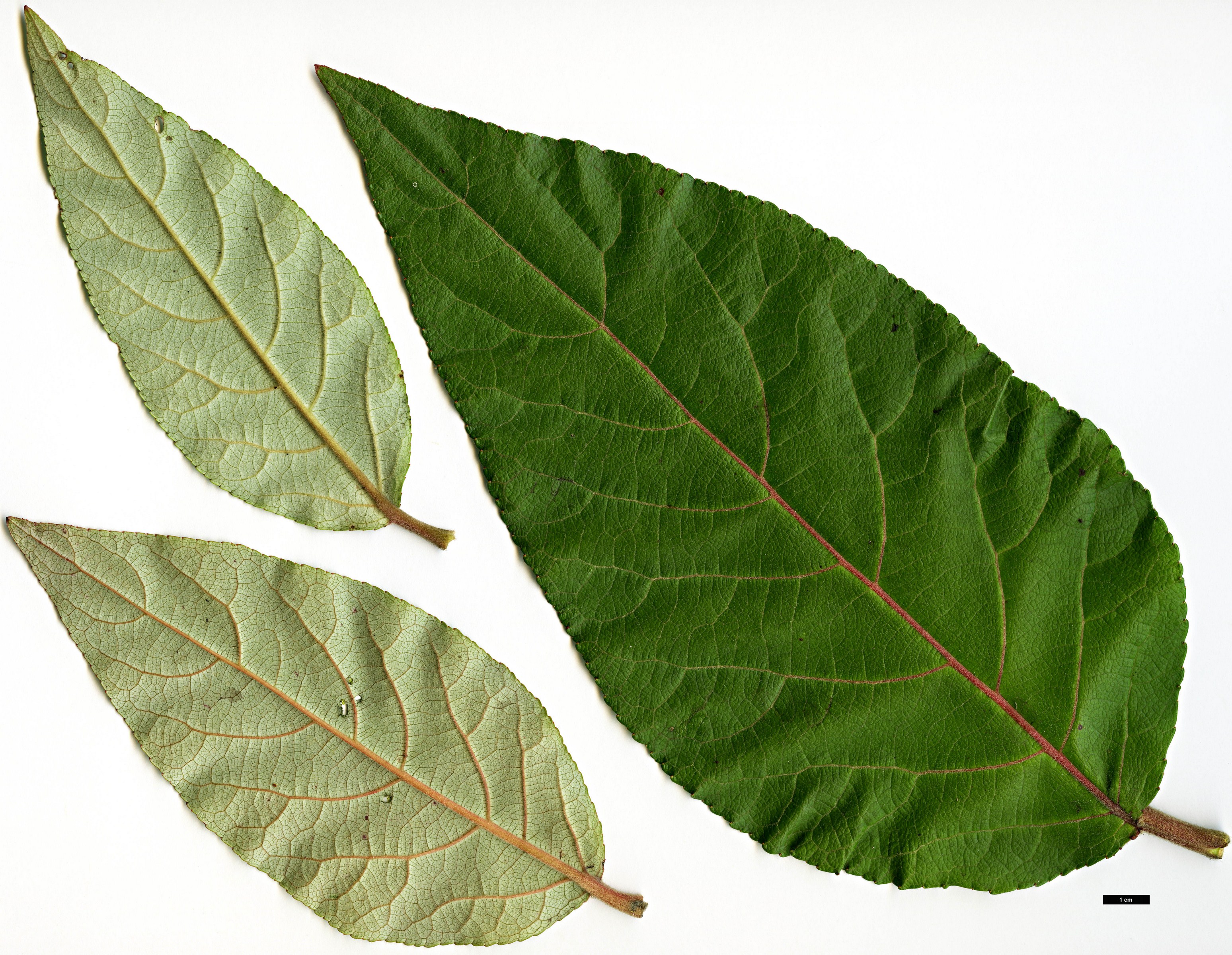 High resolution image: Family: Salicaceae - Genus: Populus - Taxon: wuana