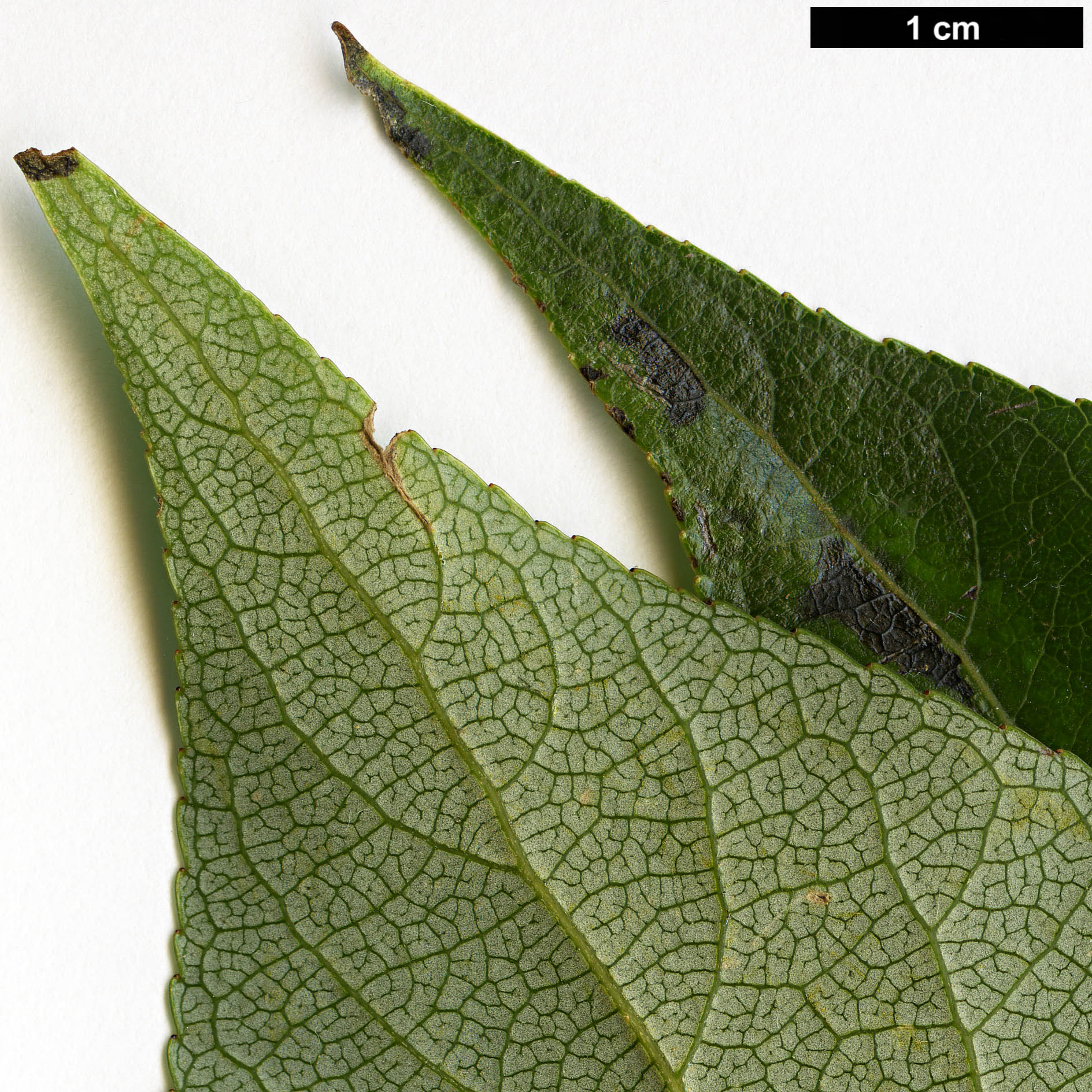 High resolution image: Family: Salicaceae - Genus: Populus - Taxon: yunnanensis