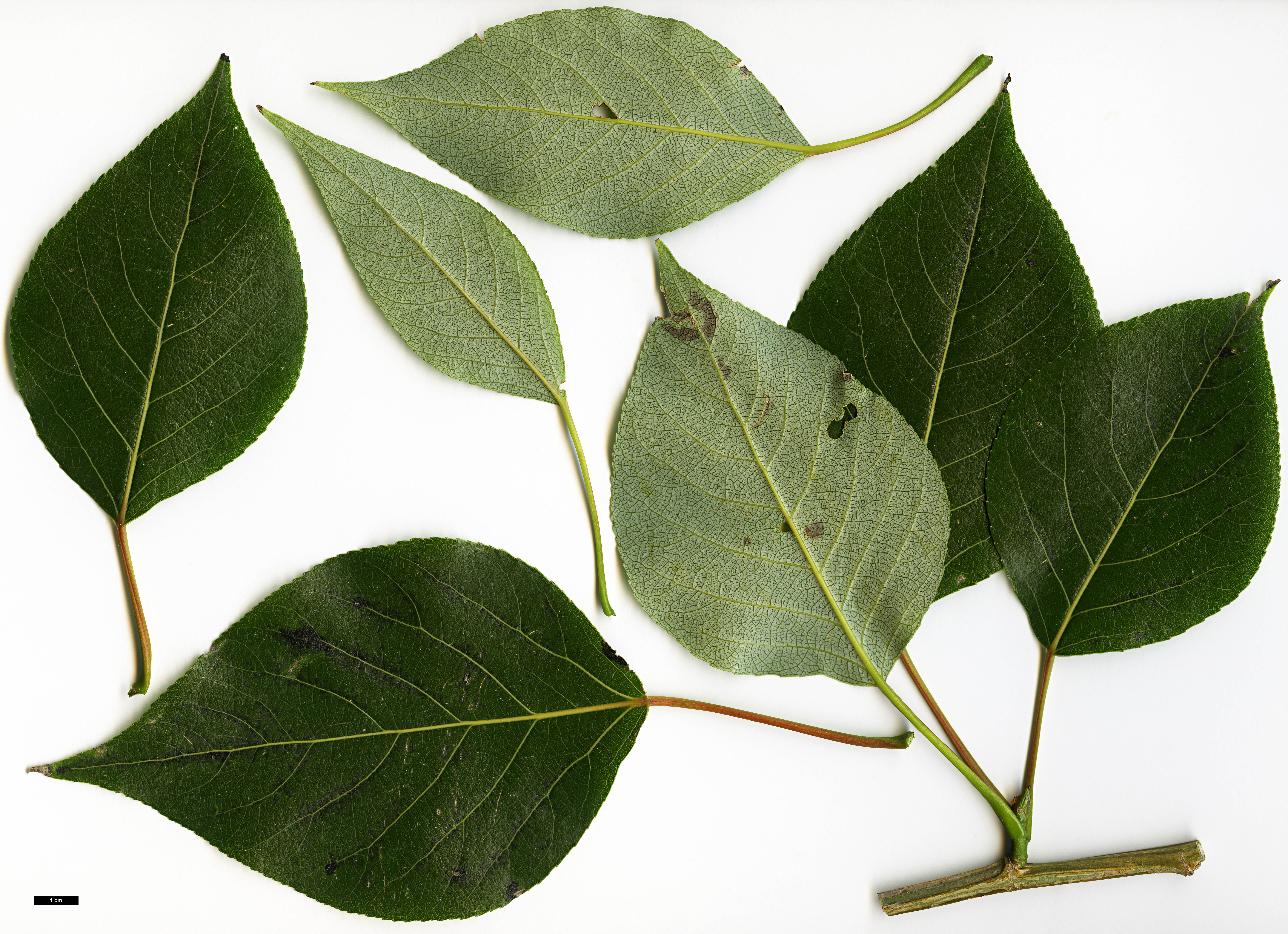 High resolution image: Family: Salicaceae - Genus: Populus - Taxon: yunnanensis