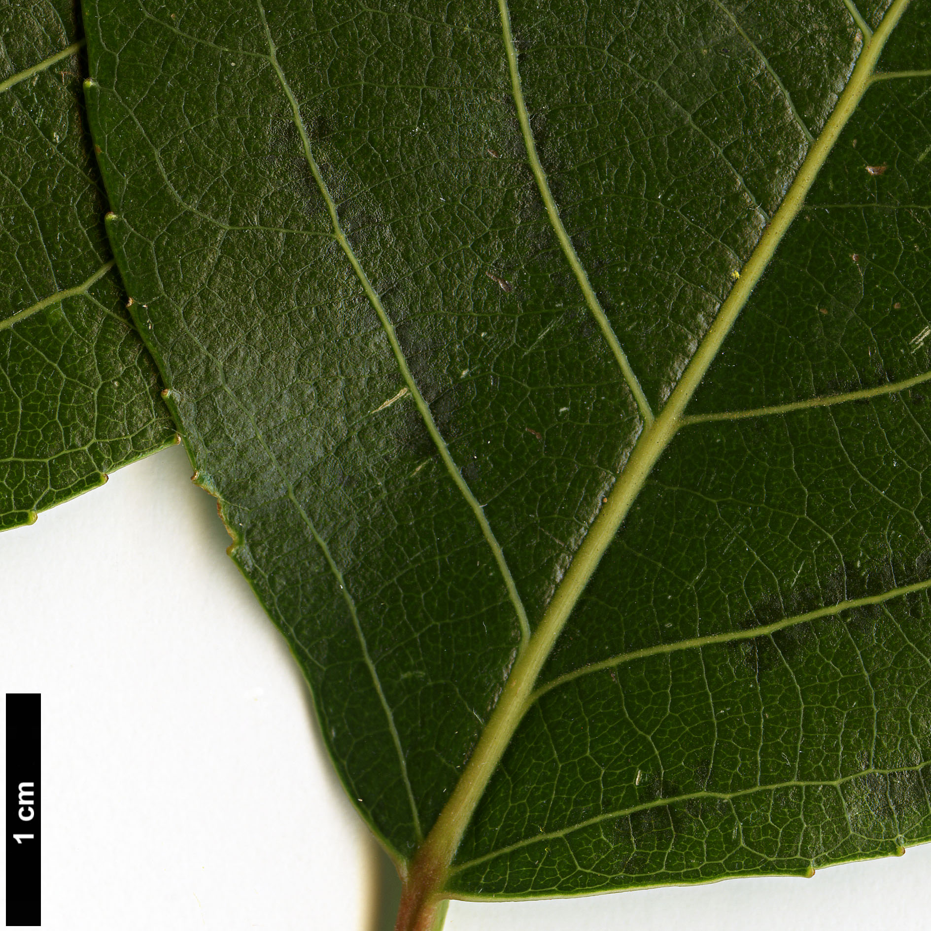 High resolution image: Family: Salicaceae - Genus: Populus - Taxon: yunnanensis