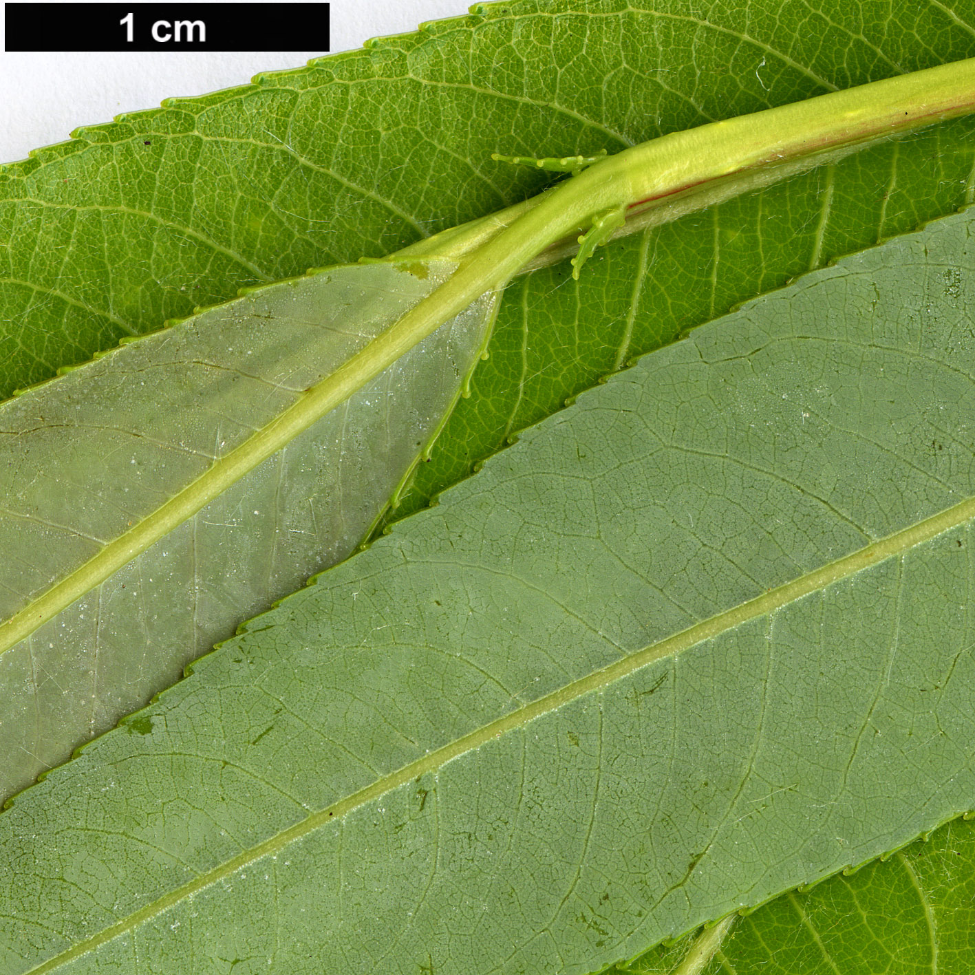 High resolution image: Family: Salicaceae - Genus: Salix - Taxon: acutifolia - SpeciesSub: ‘Pendulifolia’