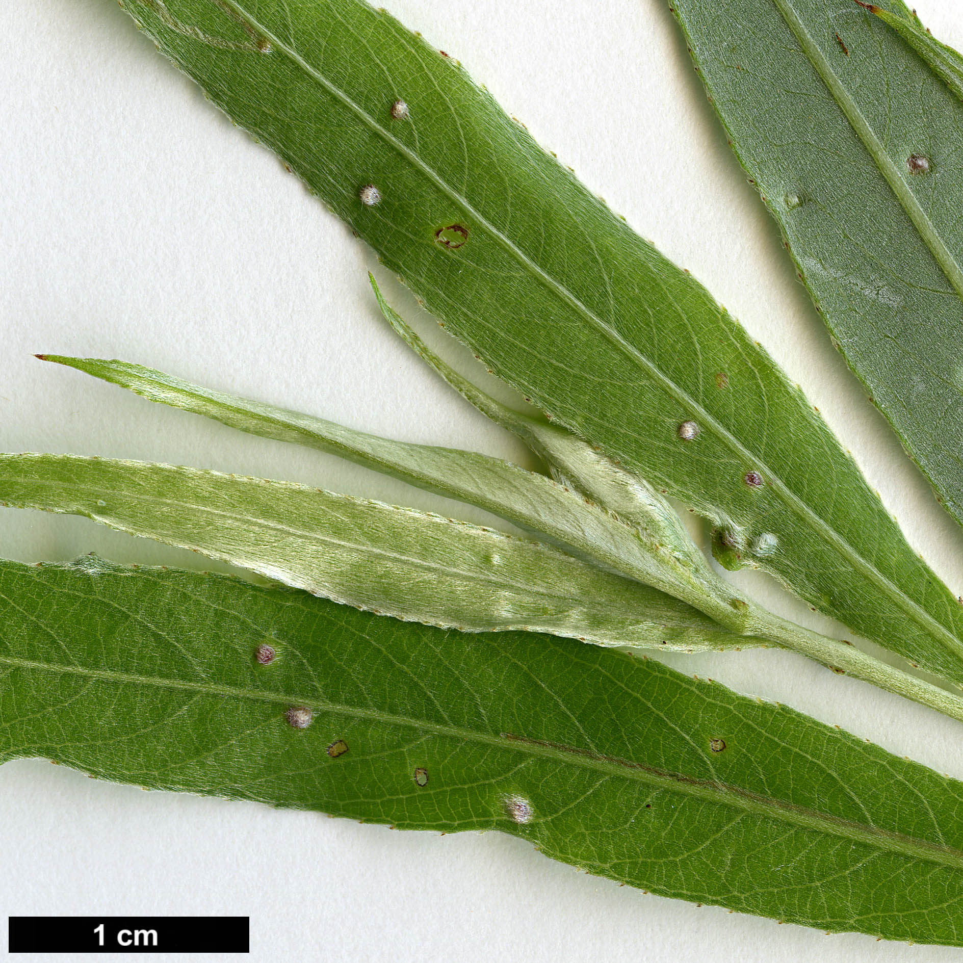 High resolution image: Family: Salicaceae - Genus: Salix - Taxon: alba