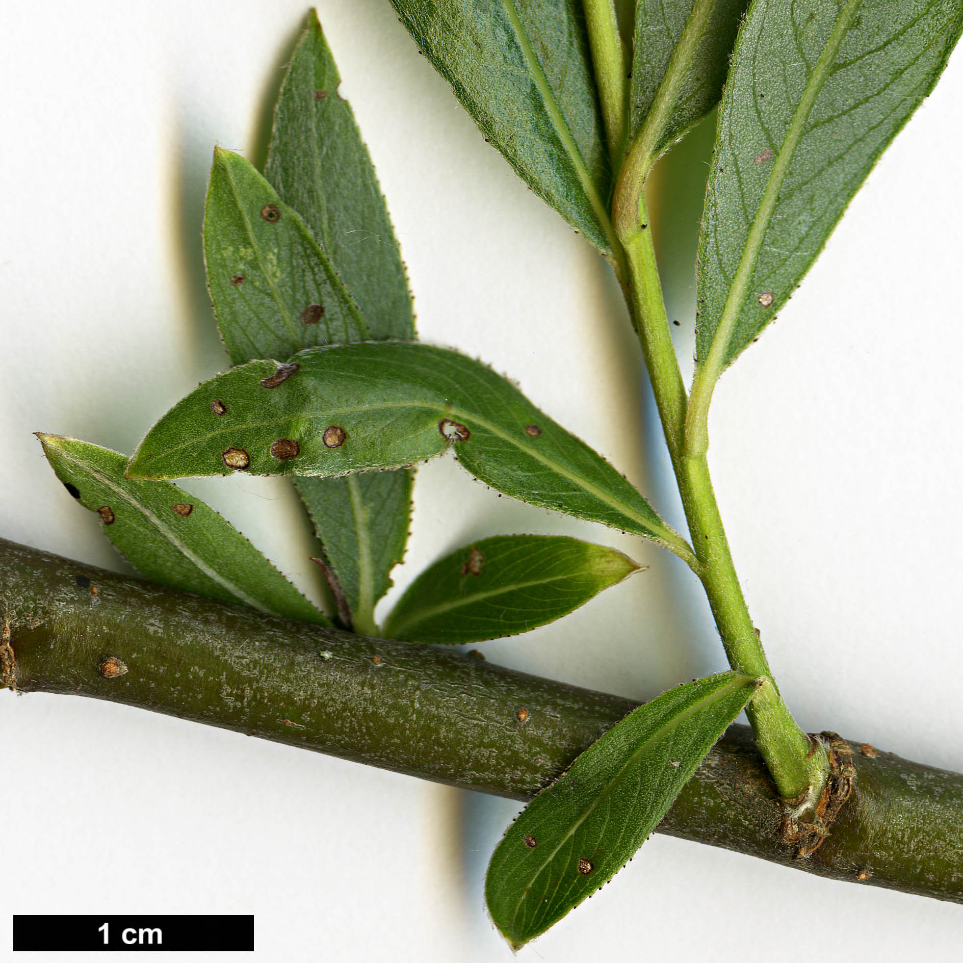 High resolution image: Family: Salicaceae - Genus: Salix - Taxon: alba