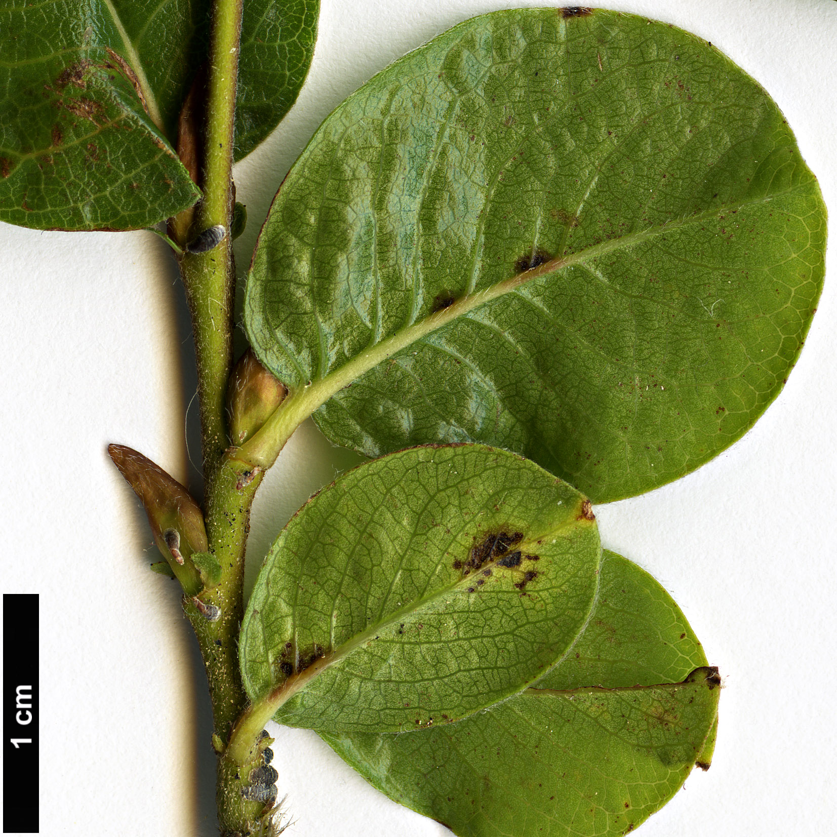 High resolution image: Family: Salicaceae - Genus: Salix - Taxon: alpina