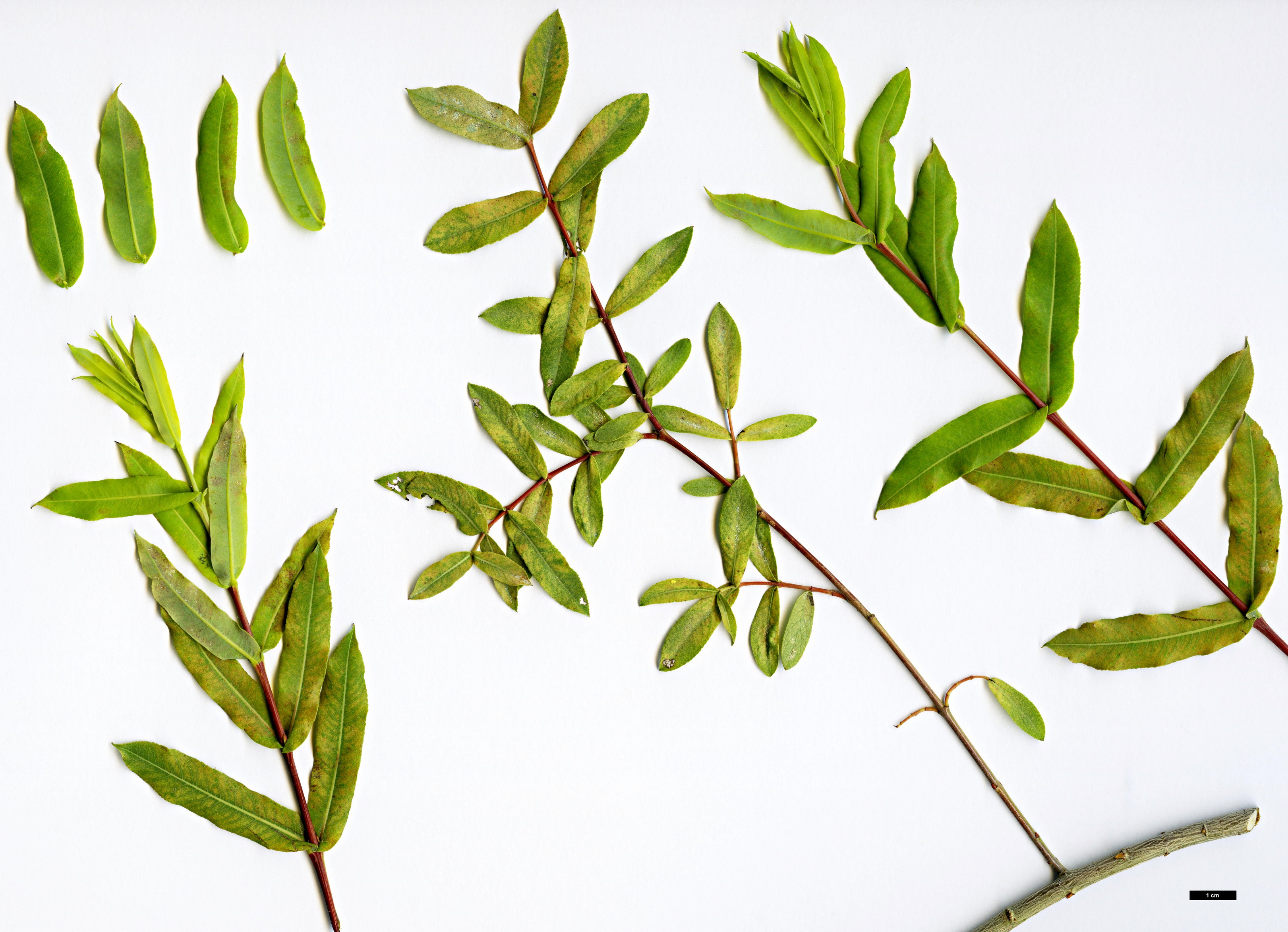 High resolution image: Family: Salicaceae - Genus: Salix - Taxon: amplexicaulis