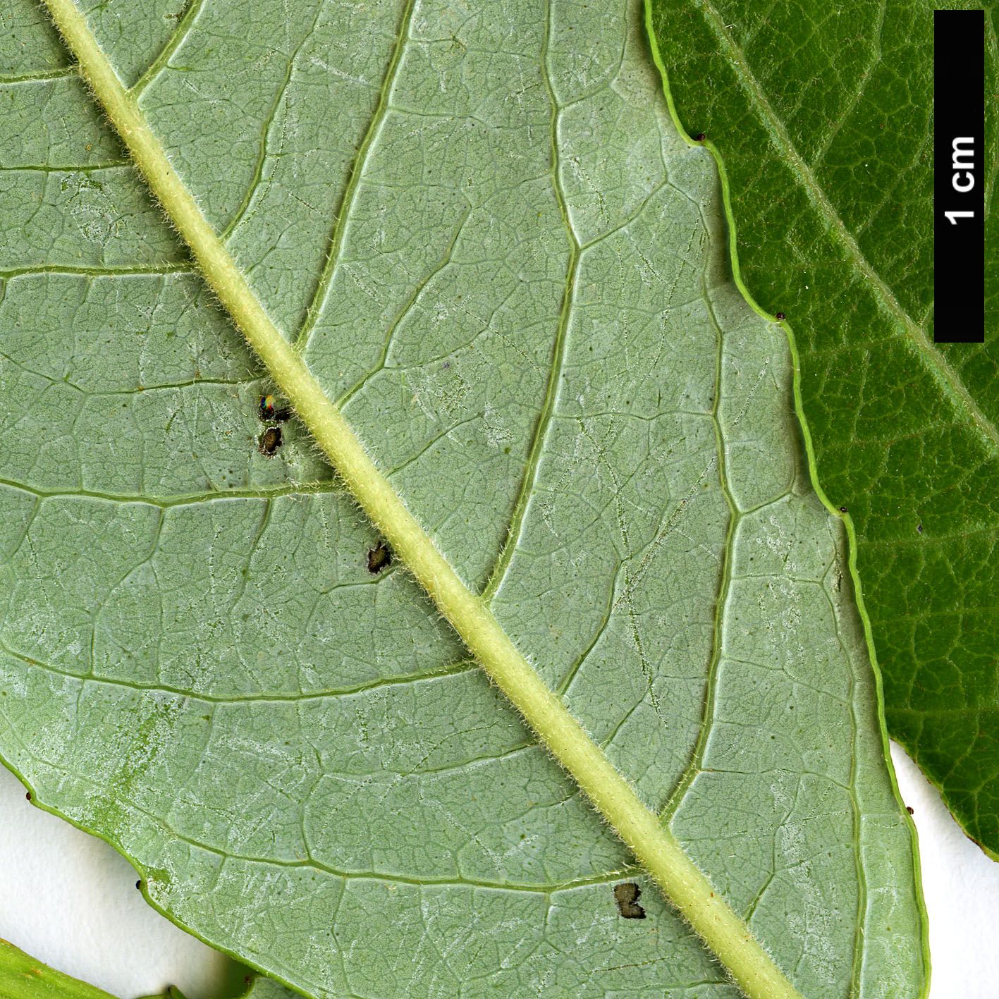 High resolution image: Family: Salicaceae - Genus: Salix - Taxon: apennina