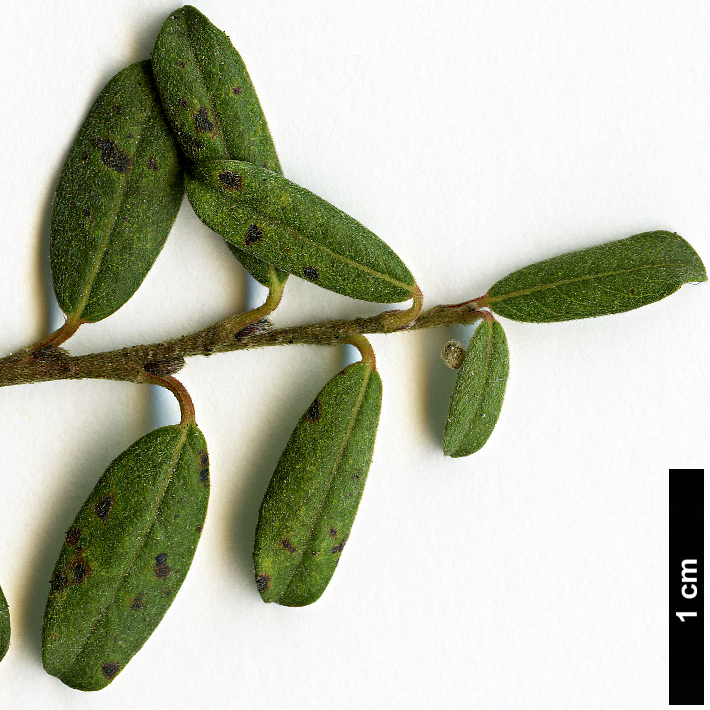 High resolution image: Family: Salicaceae - Genus: Salix - Taxon: arbuscula