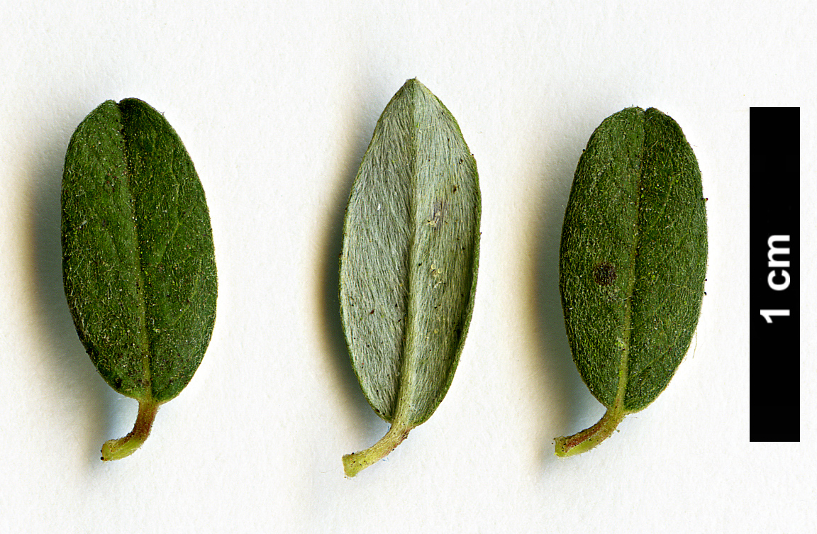 High resolution image: Family: Salicaceae - Genus: Salix - Taxon: arbuscula