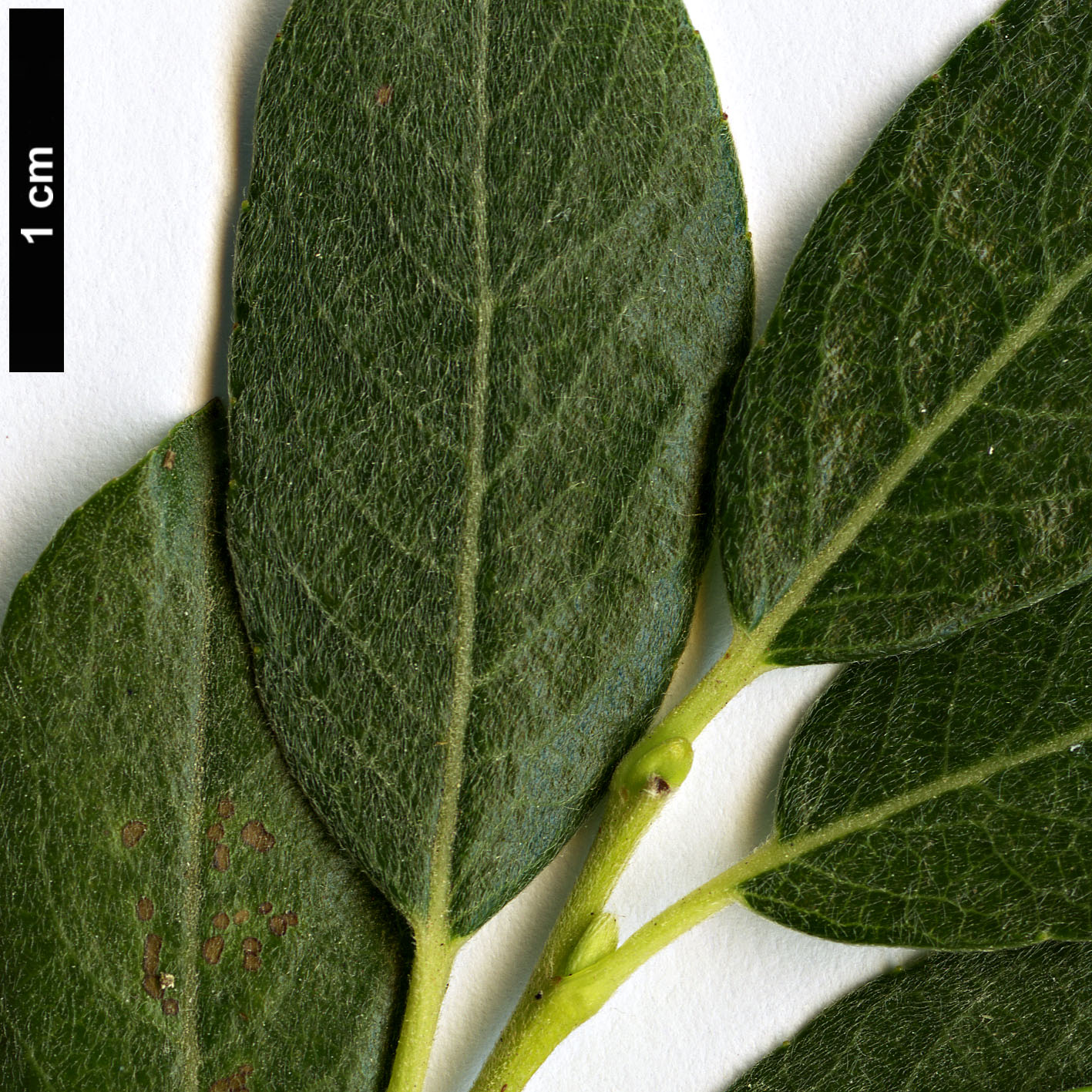 High resolution image: Family: Salicaceae - Genus: Salix - Taxon: bicolor