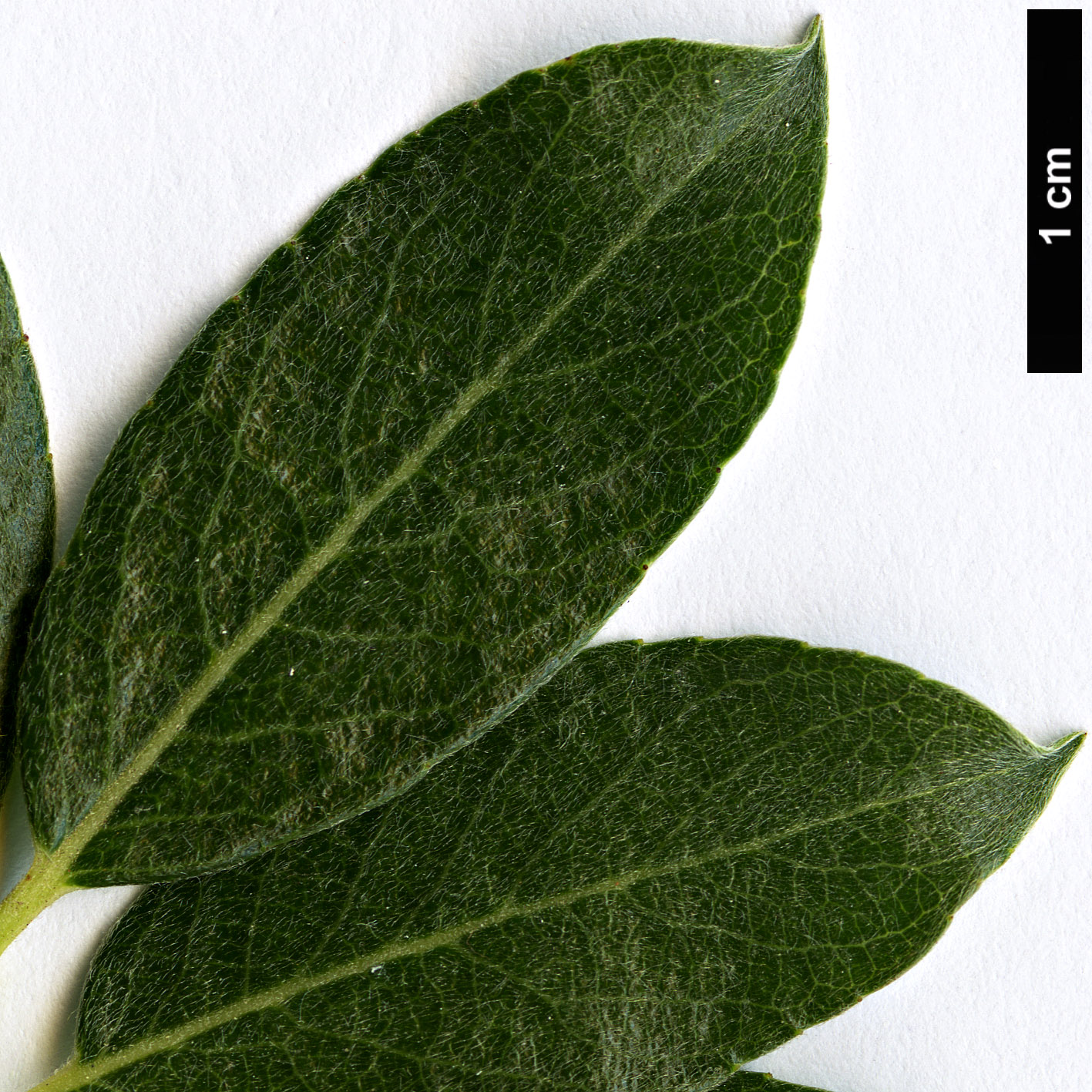 High resolution image: Family: Salicaceae - Genus: Salix - Taxon: bicolor