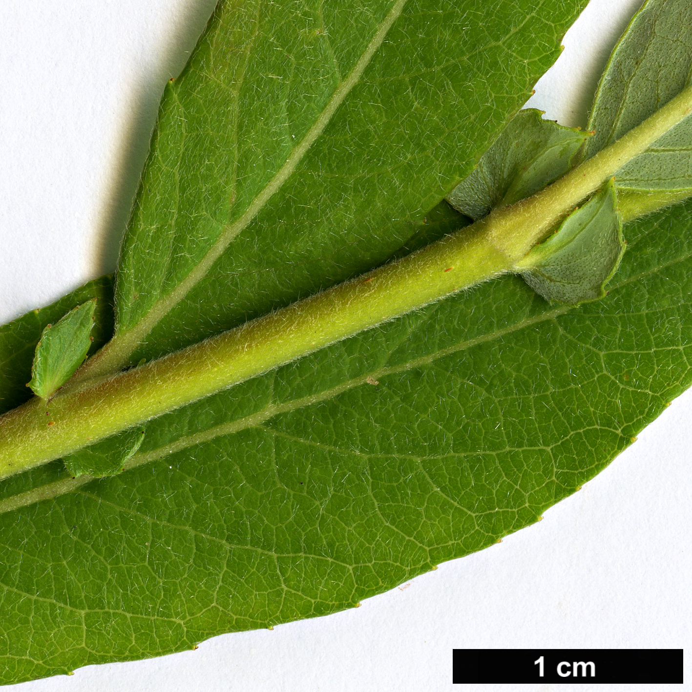 High resolution image: Family: Salicaceae - Genus: Salix - Taxon: cantabrica