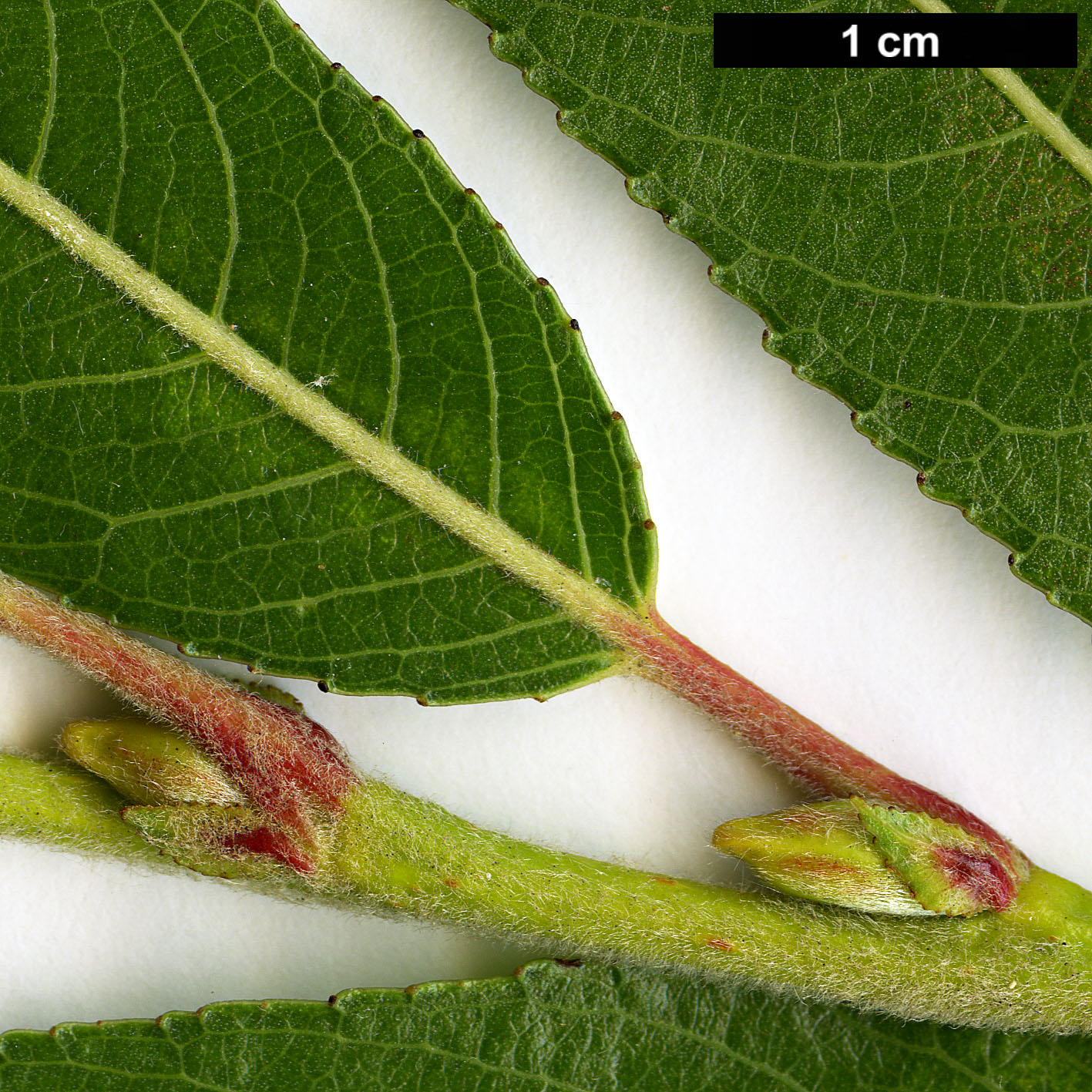 High resolution image: Family: Salicaceae - Genus: Salix - Taxon: daphnoides