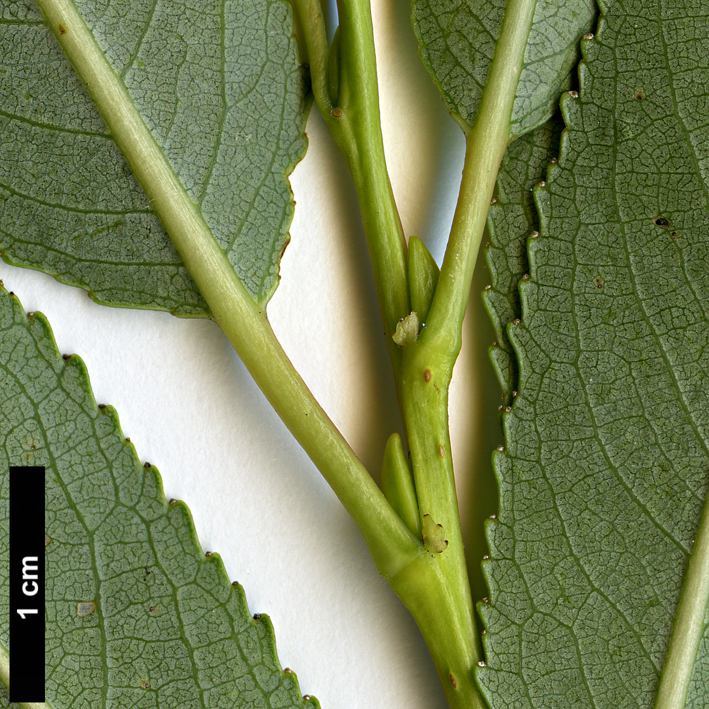 High resolution image: Family: Salicaceae - Genus: Salix - Taxon: euxina