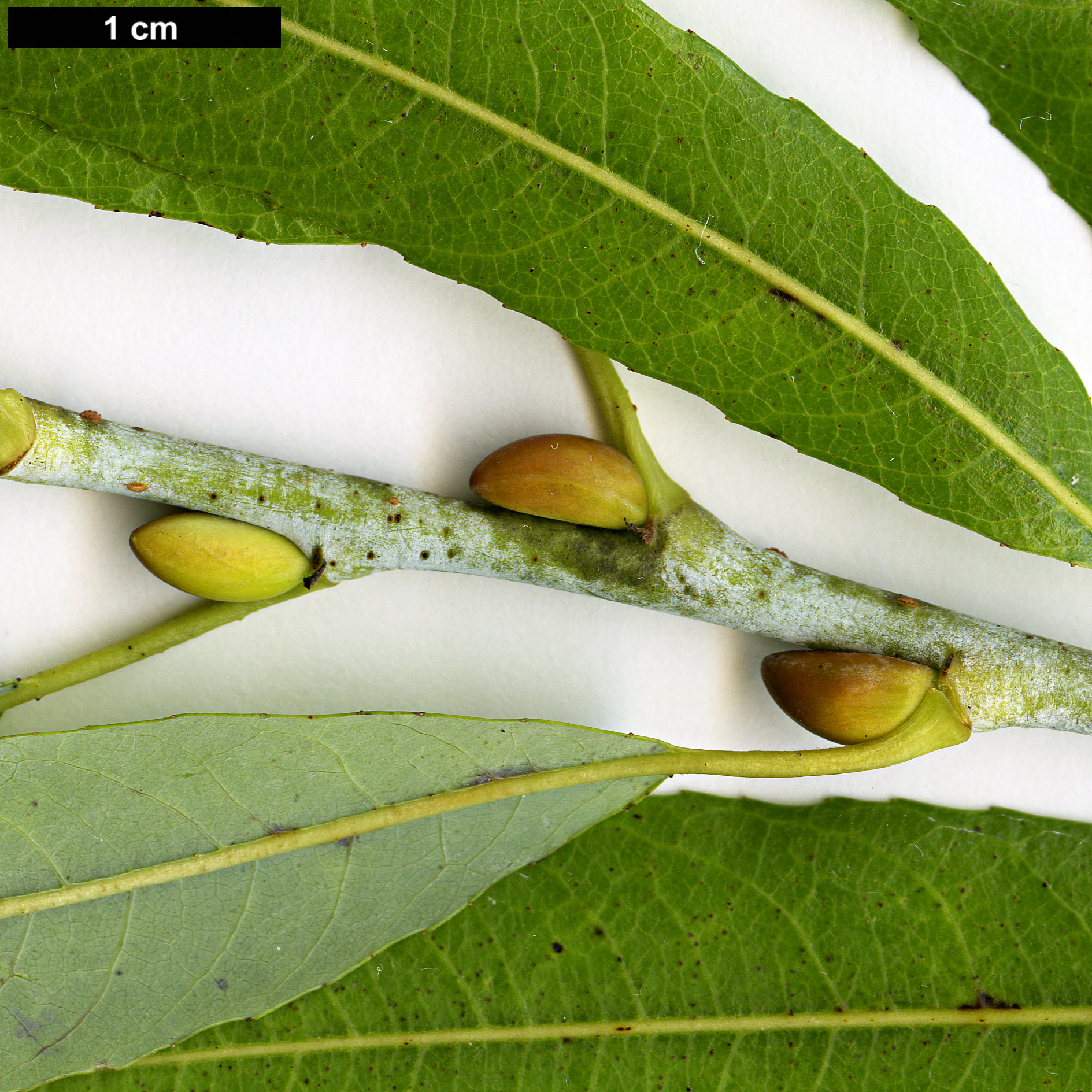 High resolution image: Family: Salicaceae - Genus: Salix - Taxon: irrorata