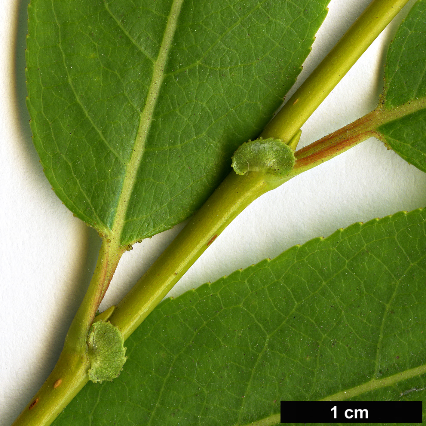 High resolution image: Family: Salicaceae - Genus: Salix - Taxon: lasiandra