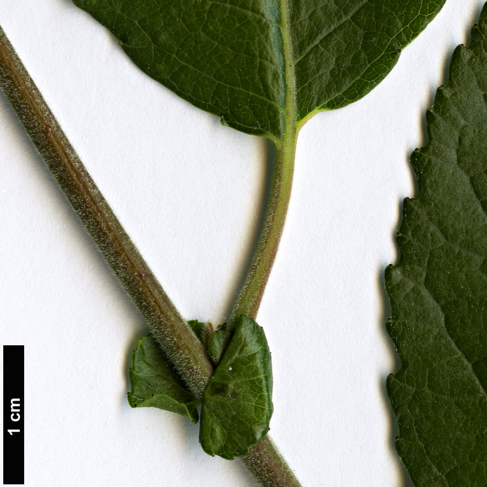 High resolution image: Family: Salicaceae - Genus: Salix - Taxon: myrsinifolia