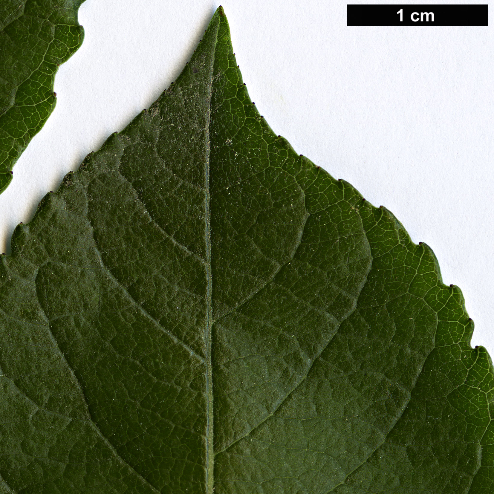 High resolution image: Family: Salicaceae - Genus: Salix - Taxon: myrsinifolia