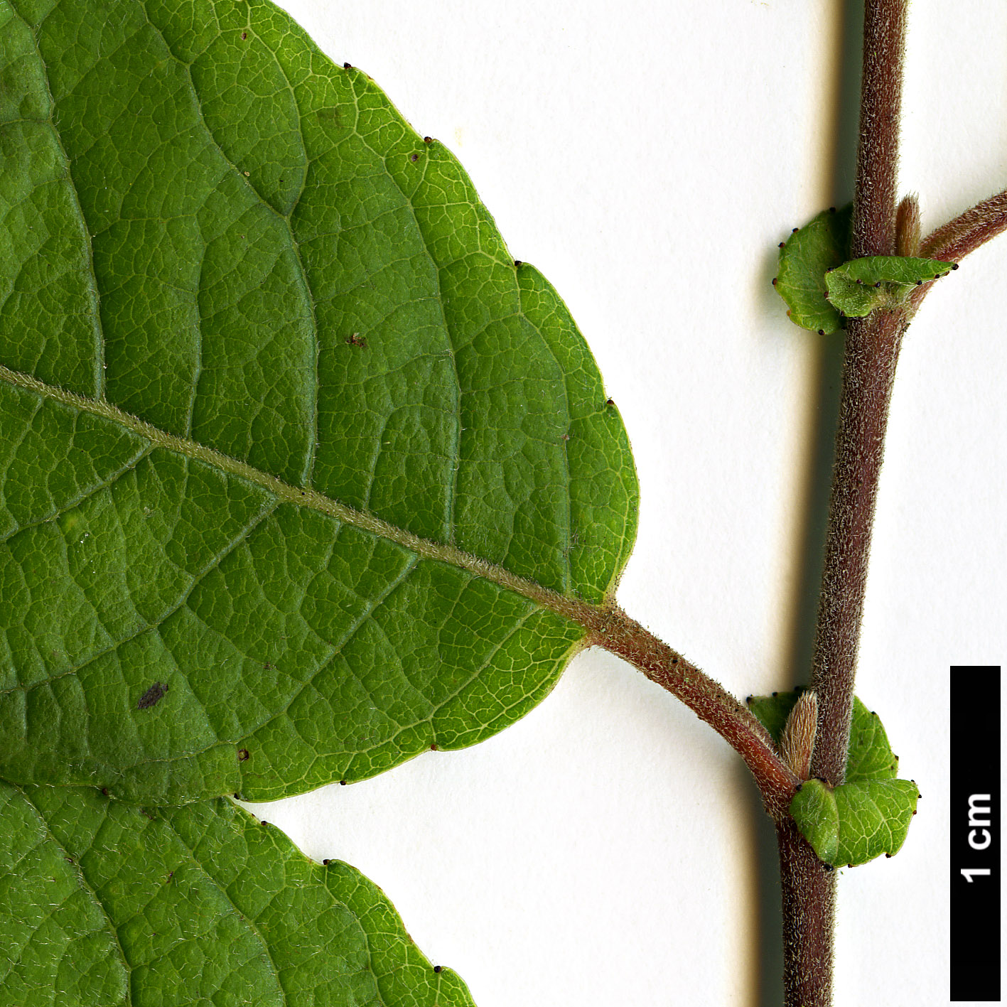 High resolution image: Family: Salicaceae - Genus: Salix - Taxon: myrsinifolia