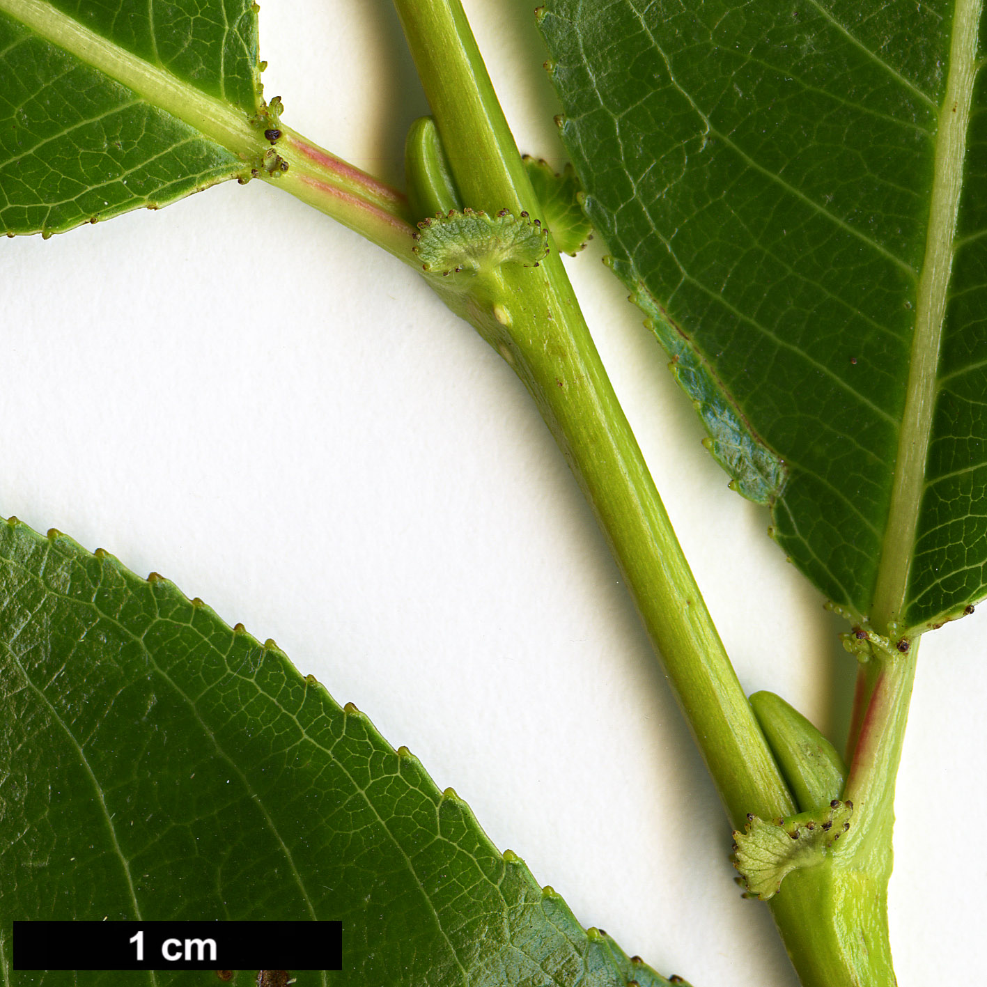 High resolution image: Family: Salicaceae - Genus: Salix - Taxon: pentandra