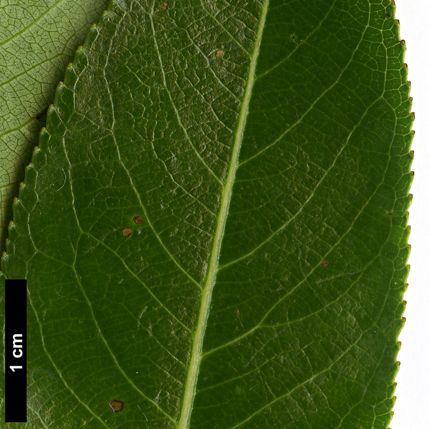 High resolution image: Family: Salicaceae - Genus: Salix - Taxon: pentandra