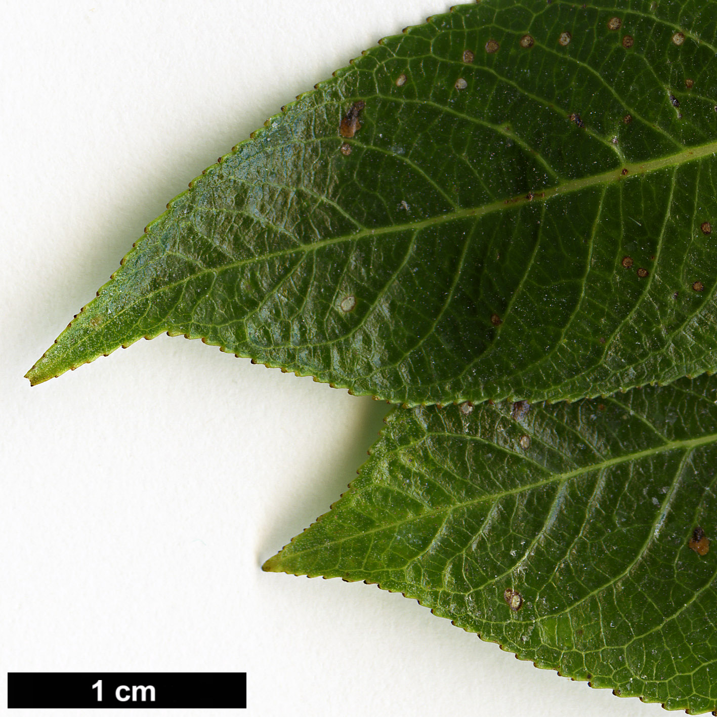 High resolution image: Family: Salicaceae - Genus: Salix - Taxon: pentandra