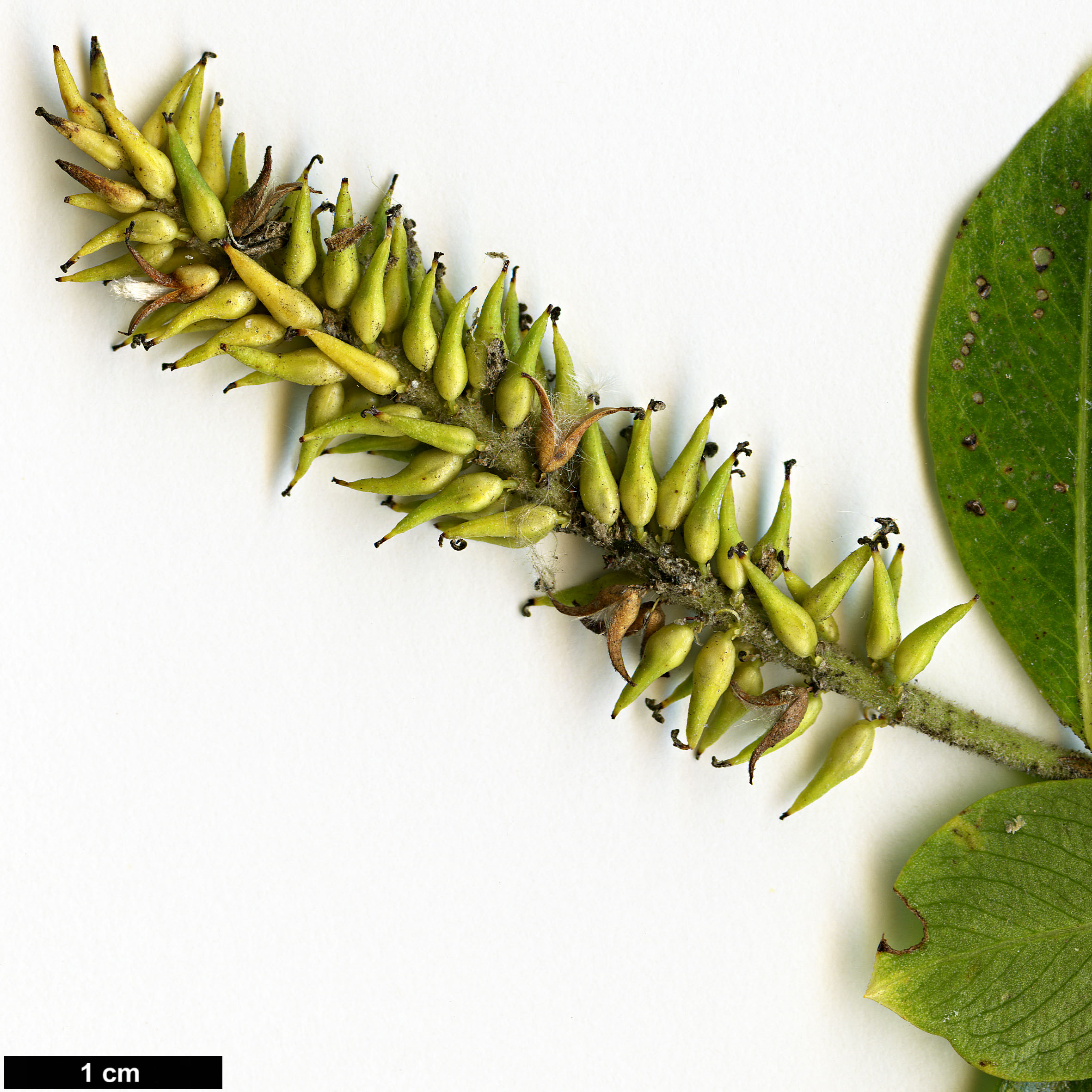 High resolution image: Family: Salicaceae - Genus: Salix - Taxon: pentandra