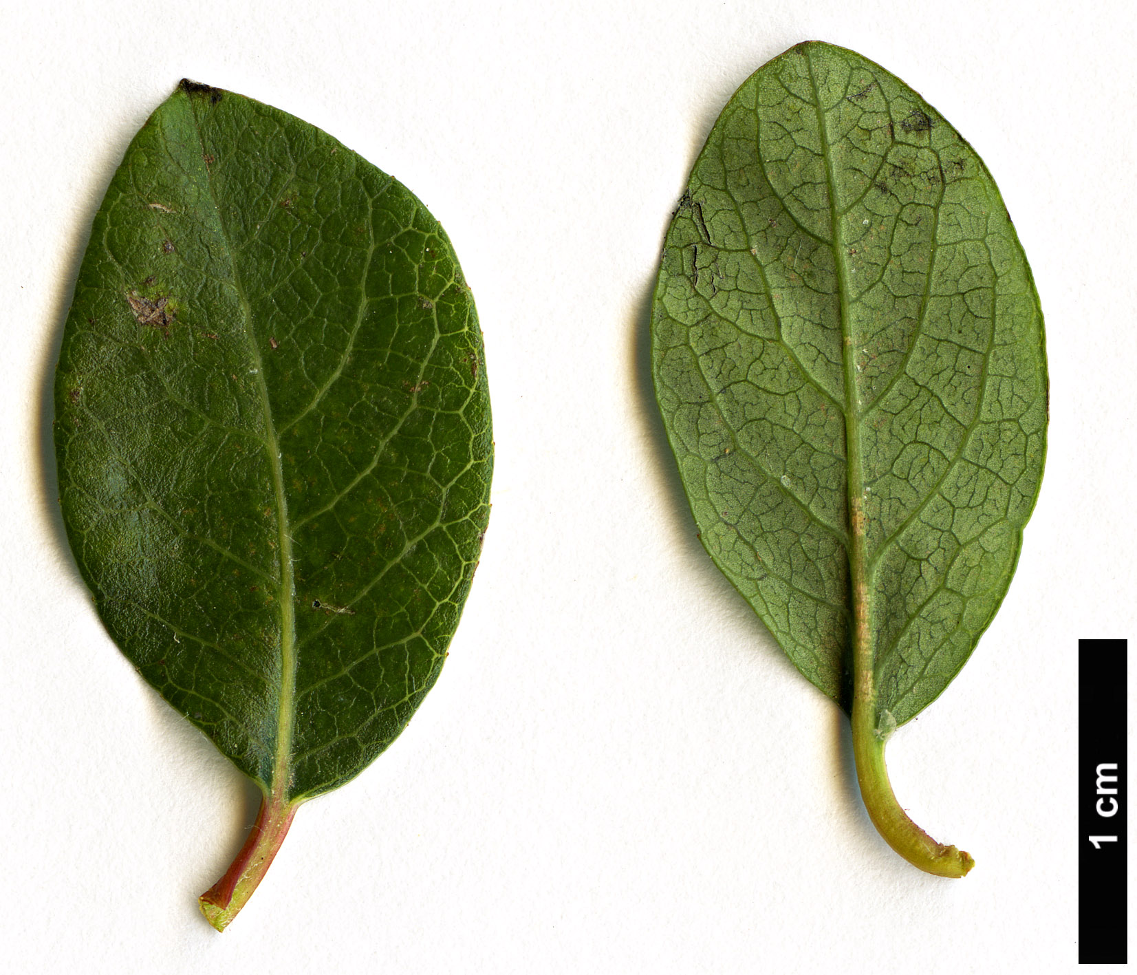 High resolution image: Family: Salicaceae - Genus: Salix - Taxon: saxatilis