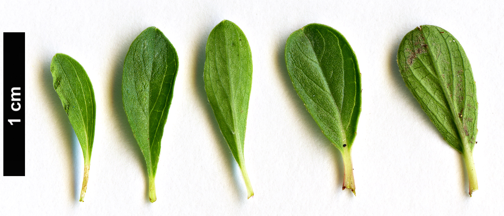 High resolution image: Family: Salicaceae - Genus: Salix - Taxon: serpyllifolia