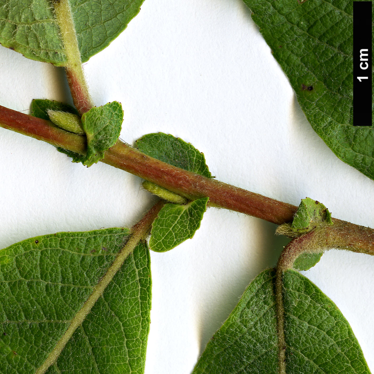 High resolution image: Family: Salicaceae - Genus: Salix - Taxon: silesiaca